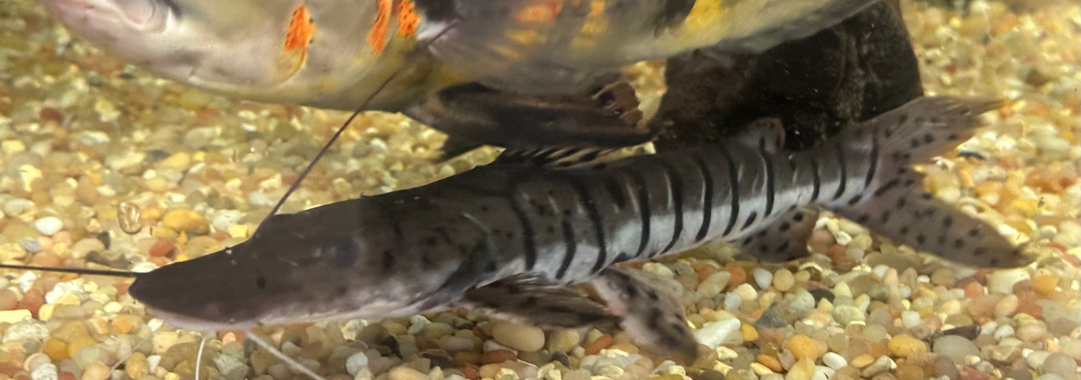 Tiger Shovelnose Catfish (8-9”)