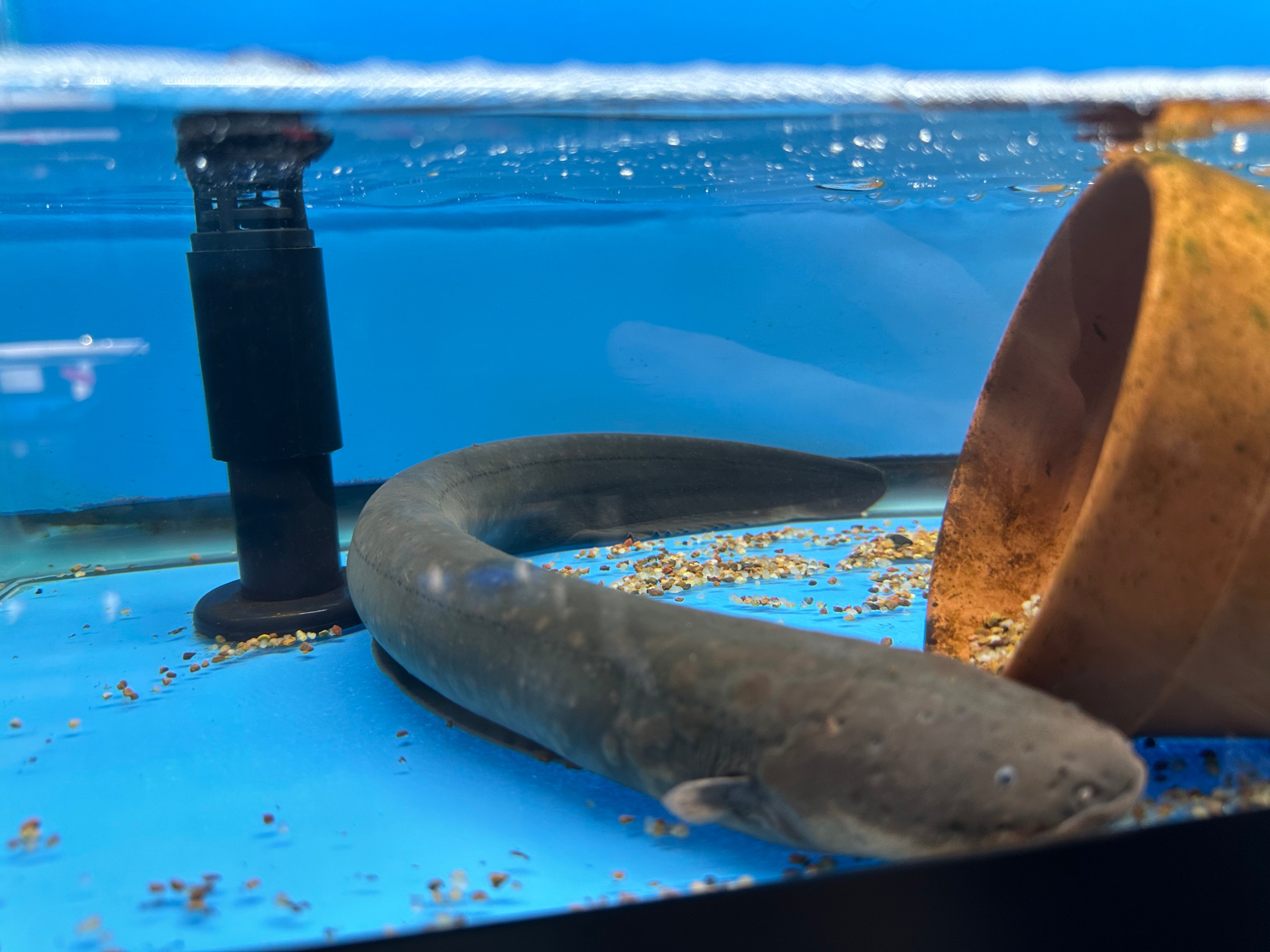 Anguila eléctrica (16”+)