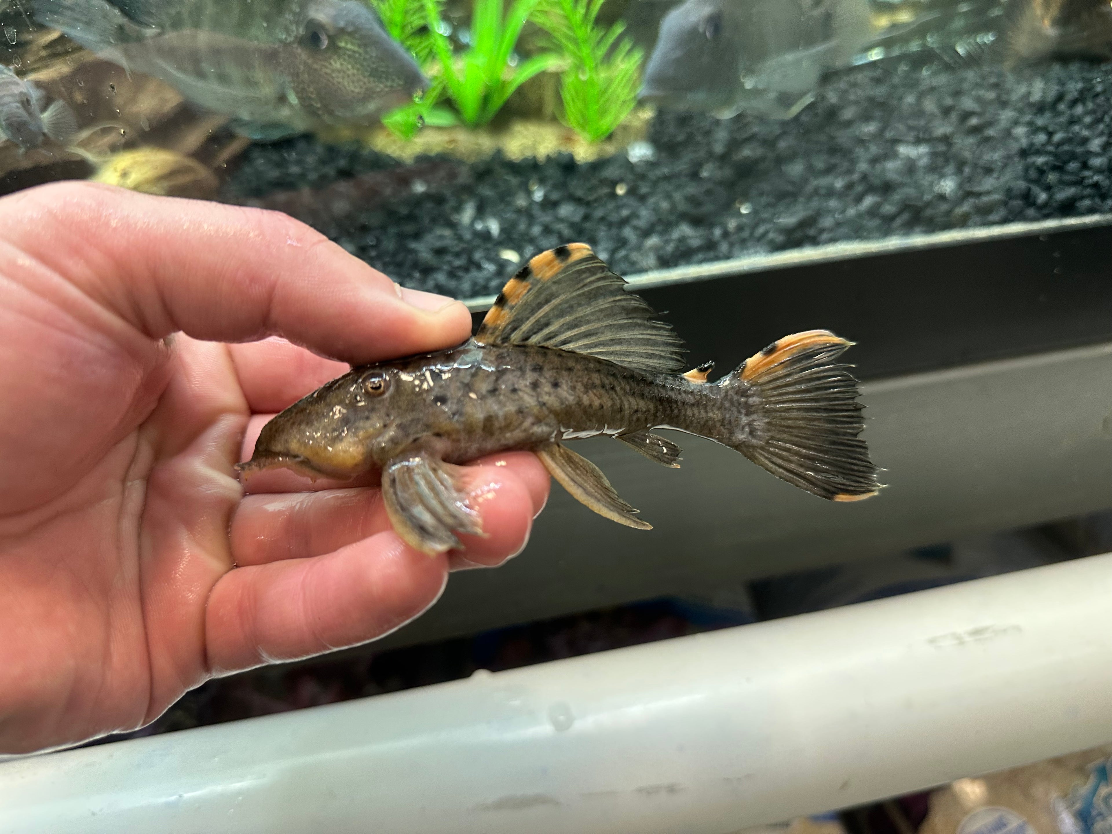 L091 Three Beacon Pleco (4-5”+)