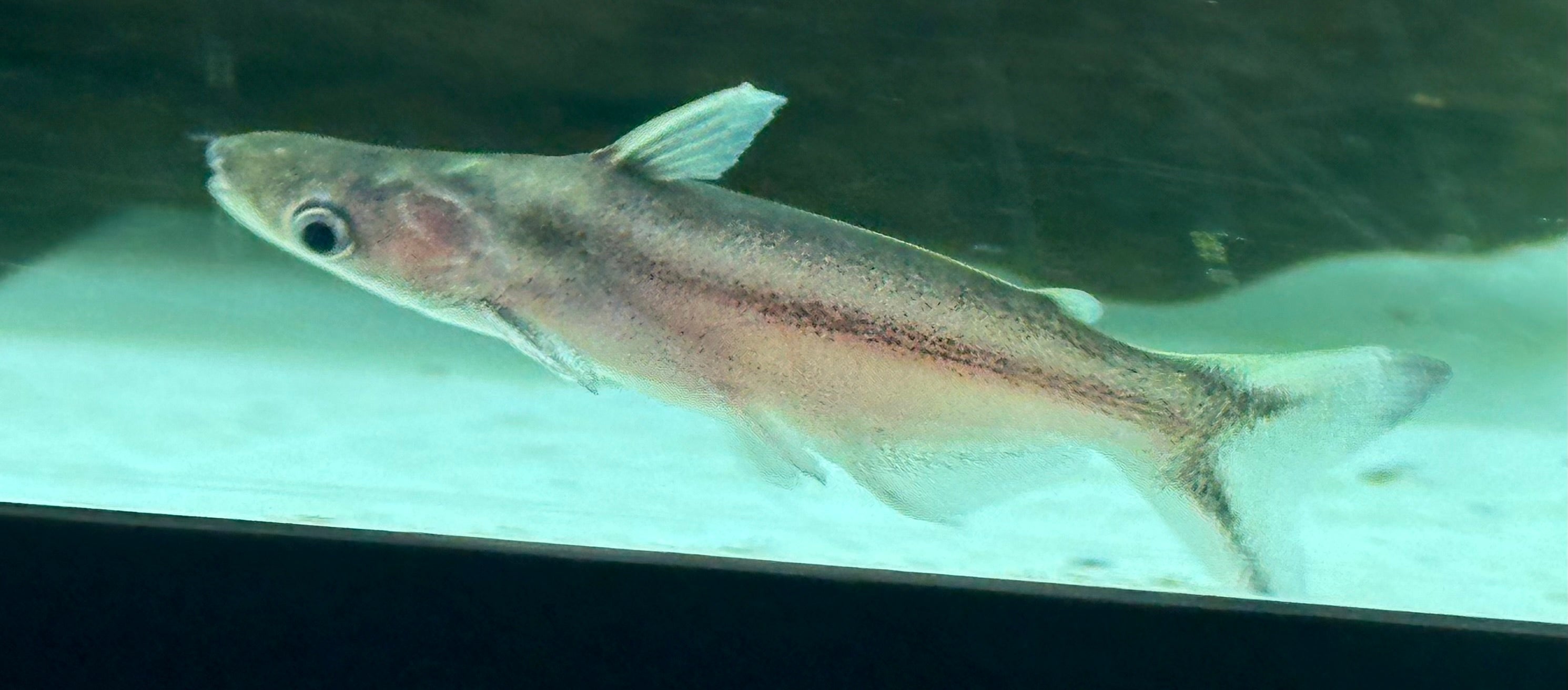 Jaguar Dolphin Catfish (3-3.5”)