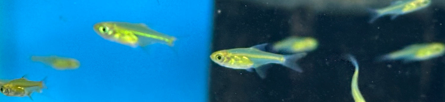 Rasbora Kubotai (0,75-1”)