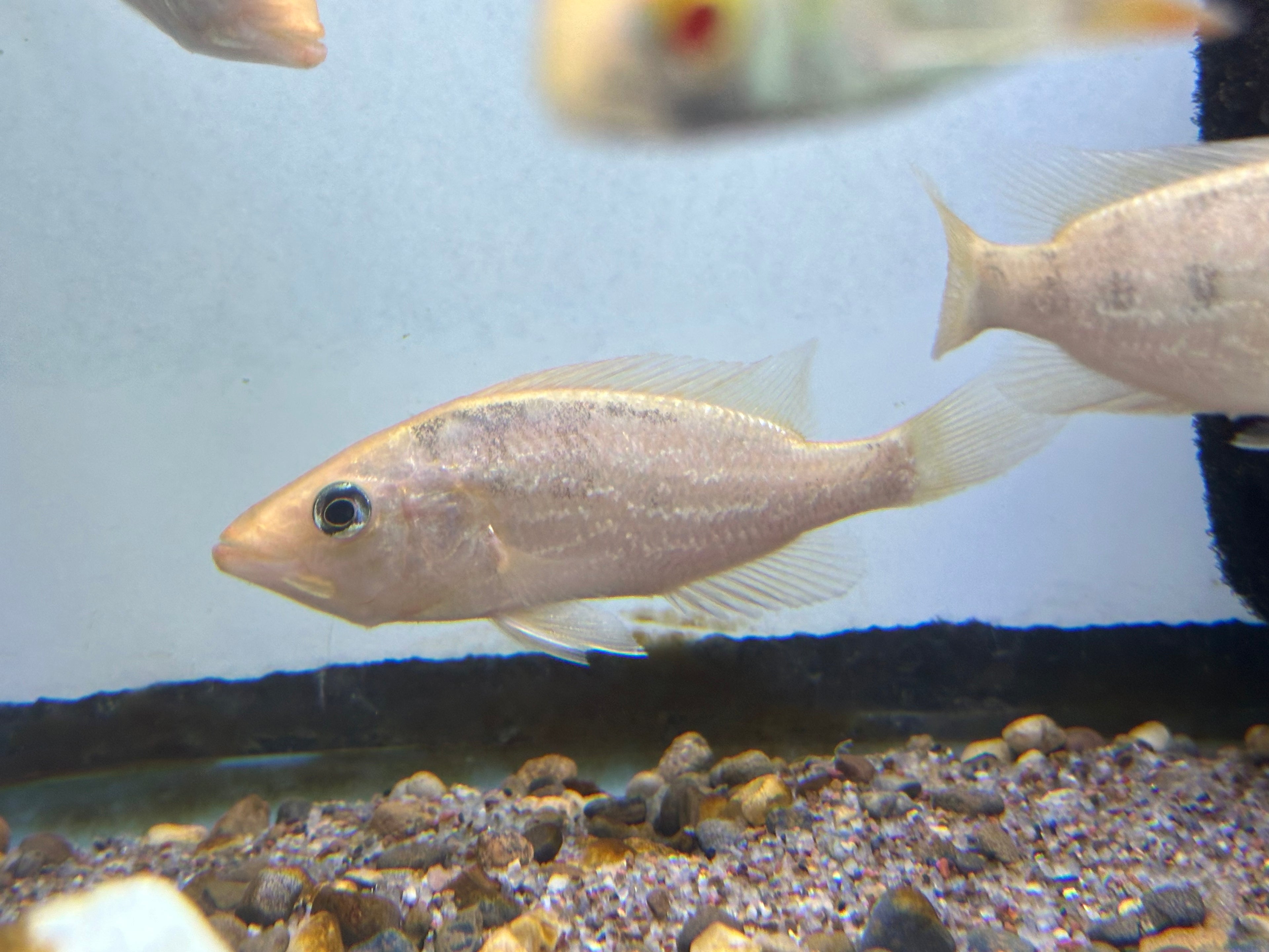 Red Bay Snook Cichlid (3.75-4”)