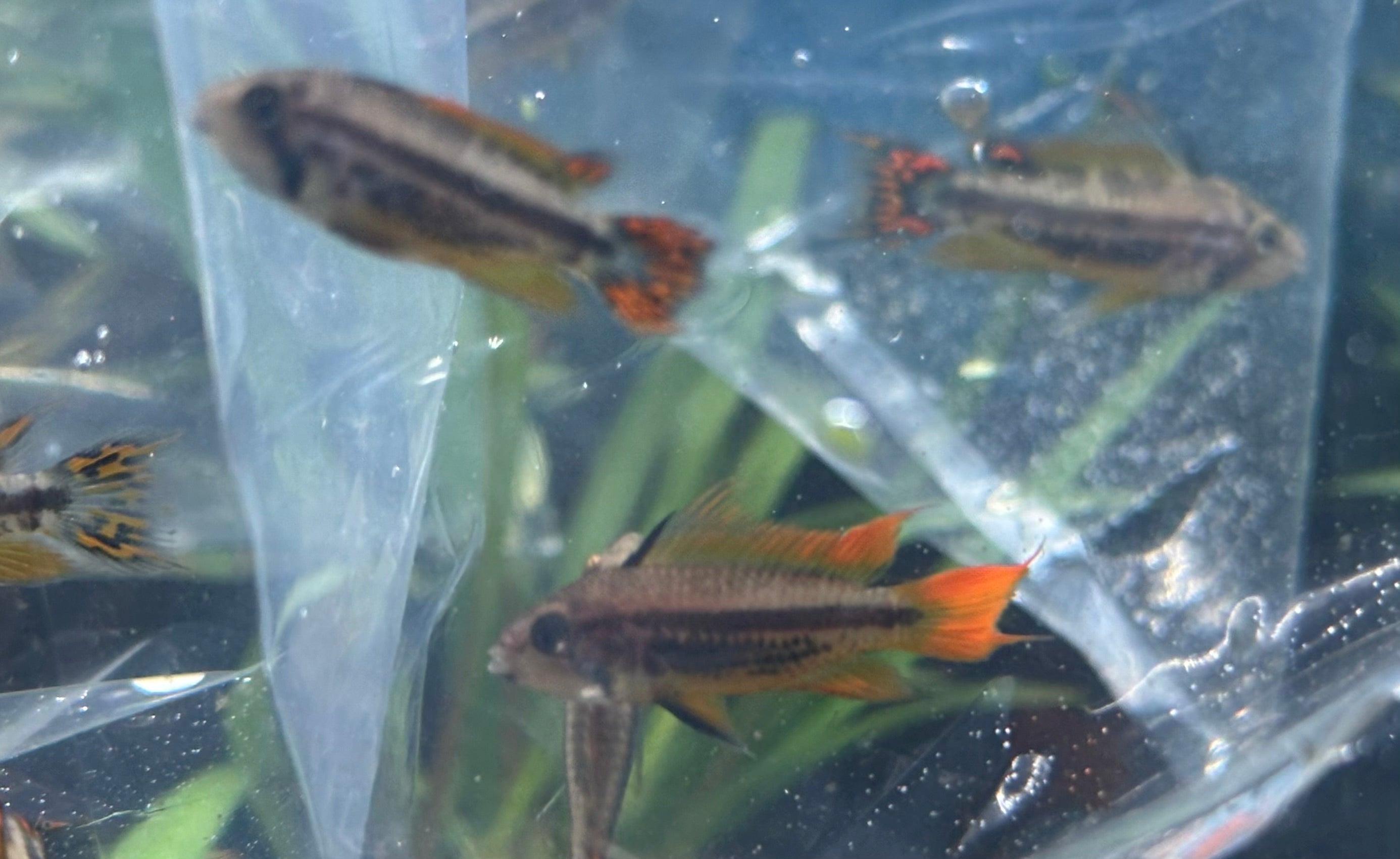 Cockatoides Apisto Pair (1.25-1.5”)