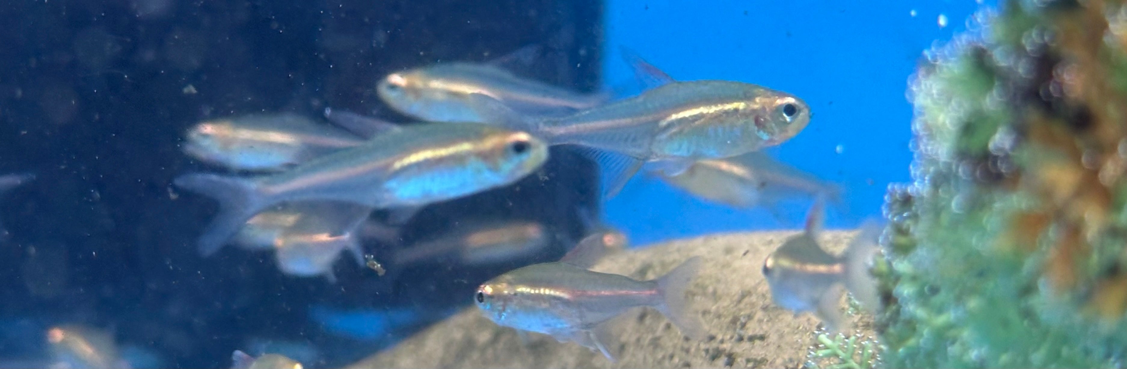 Glow Light Tetra (.75-1”)