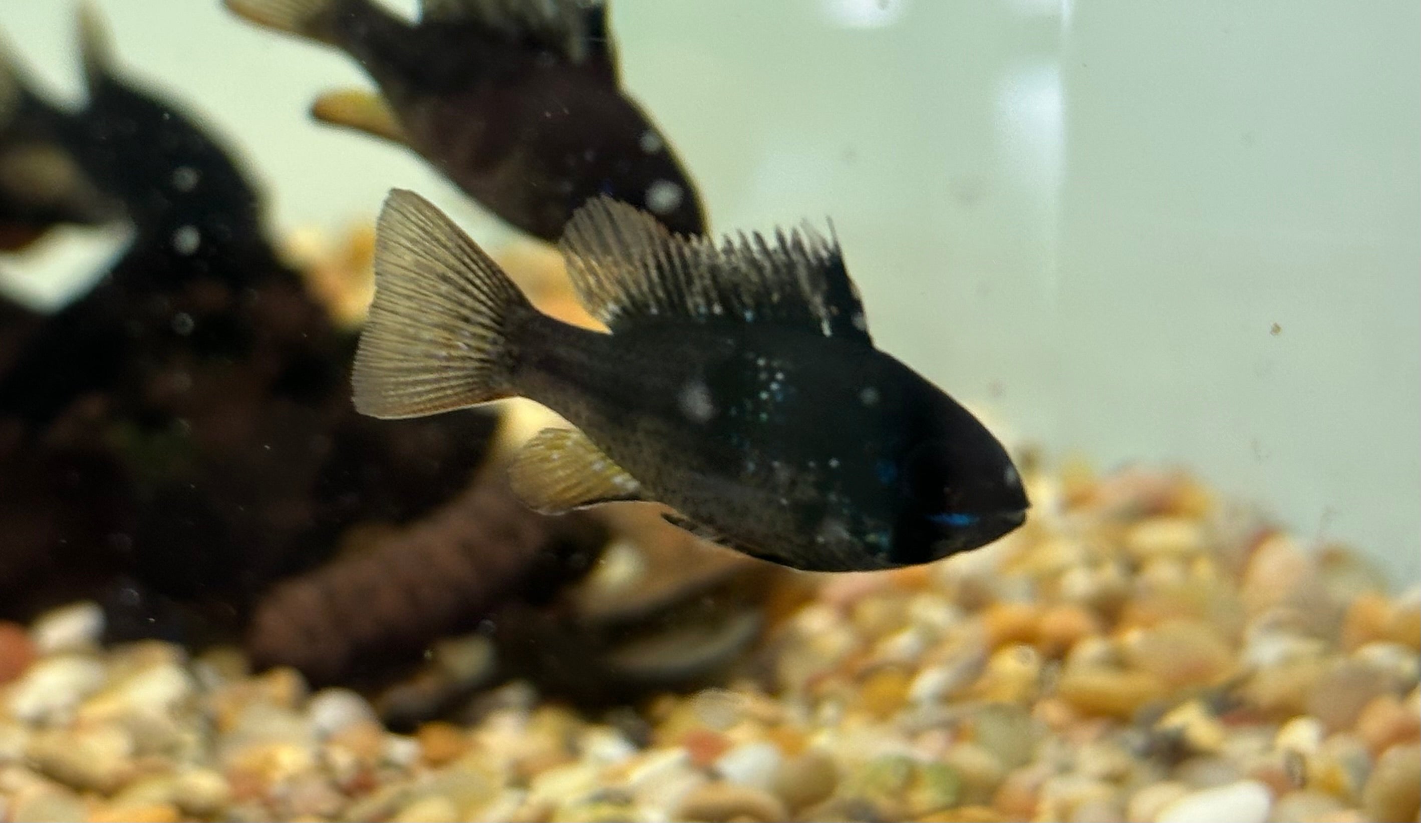 Black Ram (1.5”+)