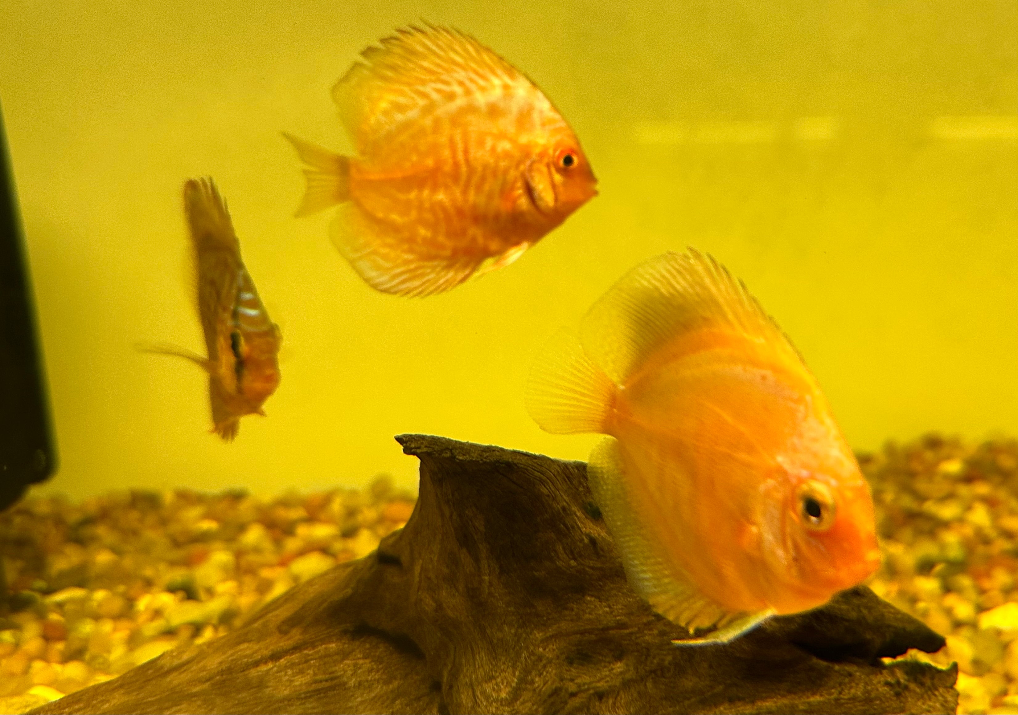 Assorted Juvenile Discus (2”)