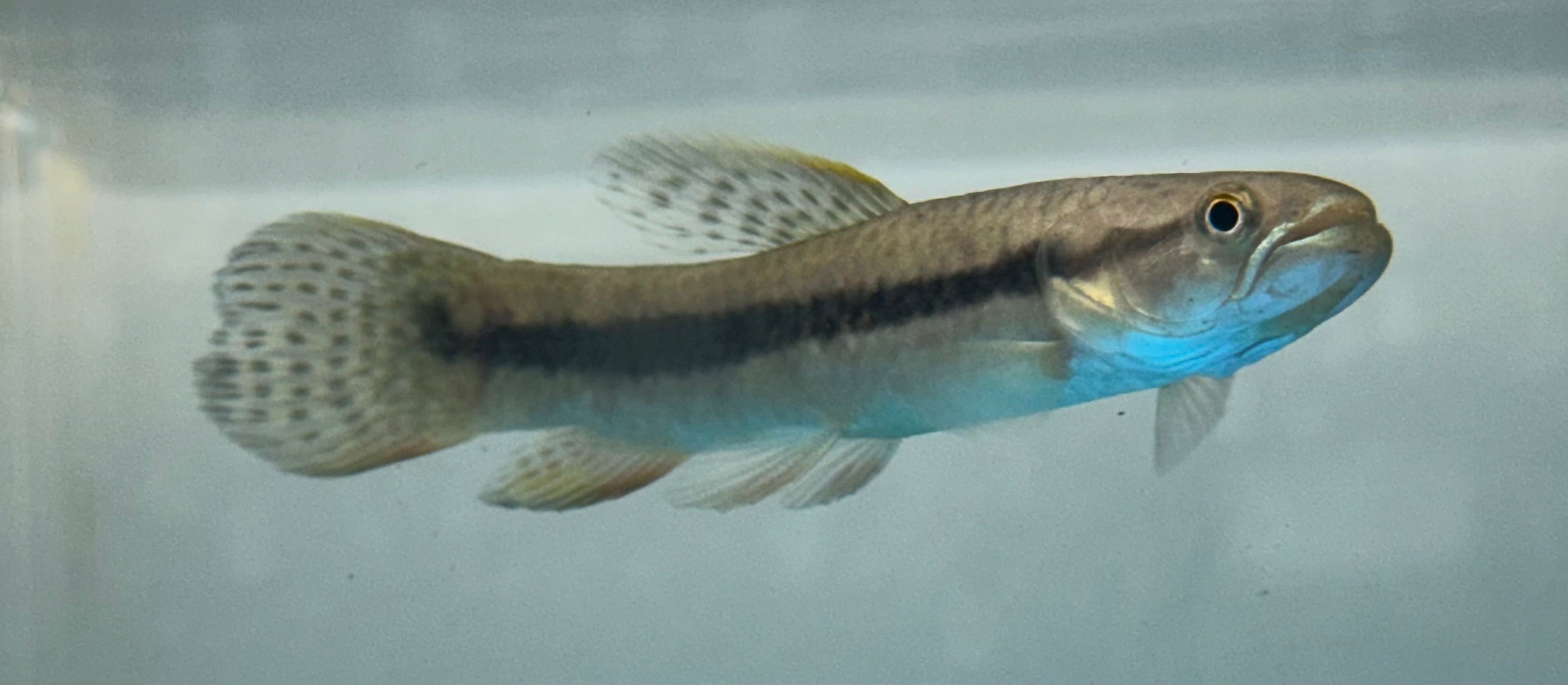 Baby Rainbow Wolf (2.5-2.75”)