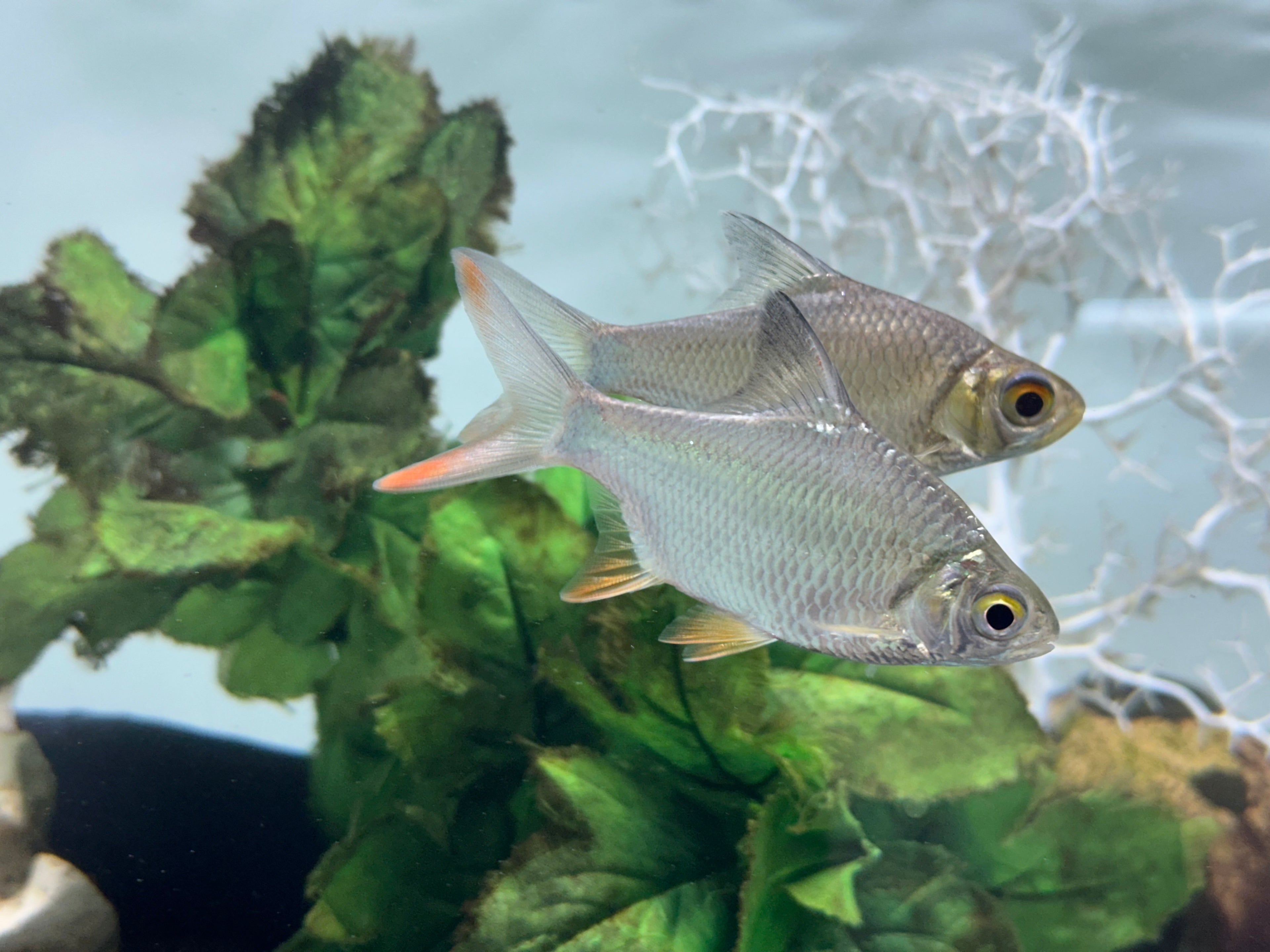 Tinfoil Barb (4-4.5”)