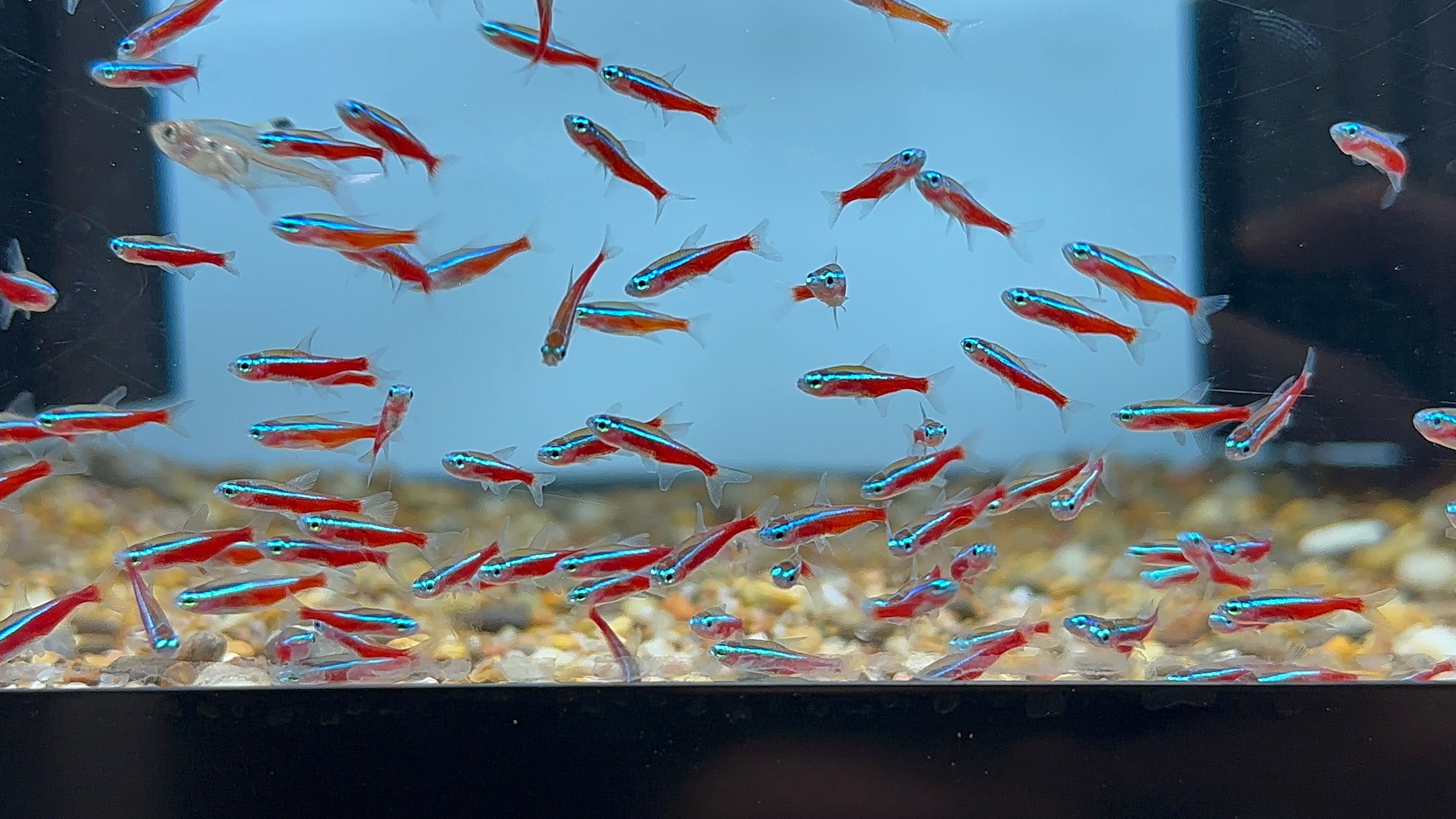 WC Cardinal Tetra (.5-.75”)