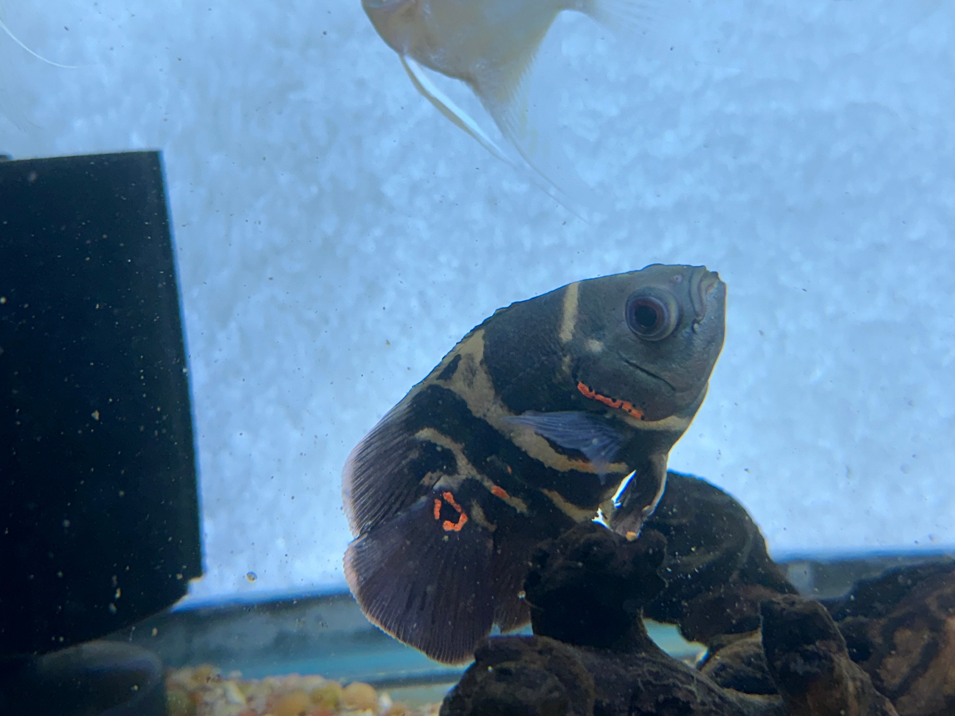 Shortbody Tiger Oscar (3”)