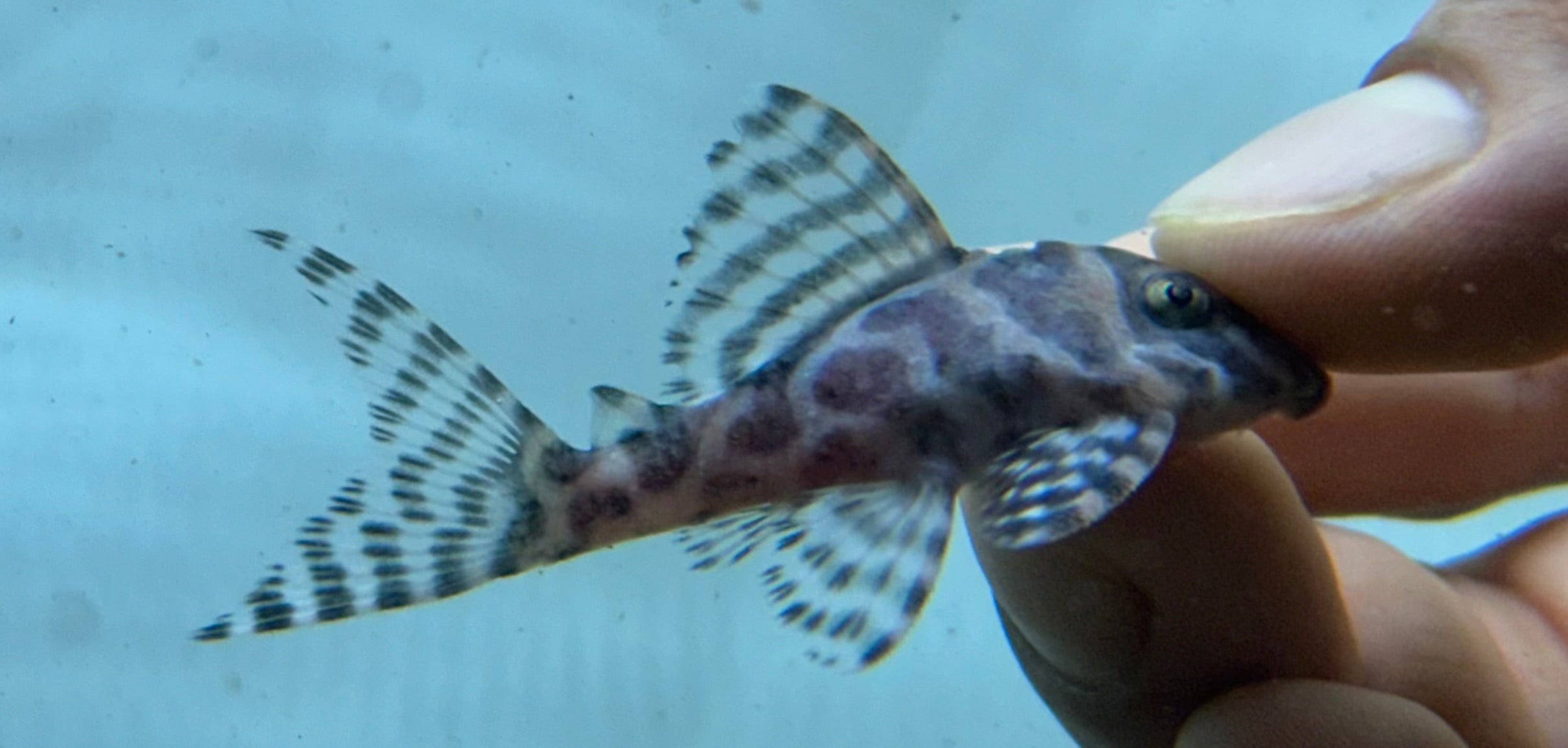 L236 RB Line Hypancistrus Pleco (2”)