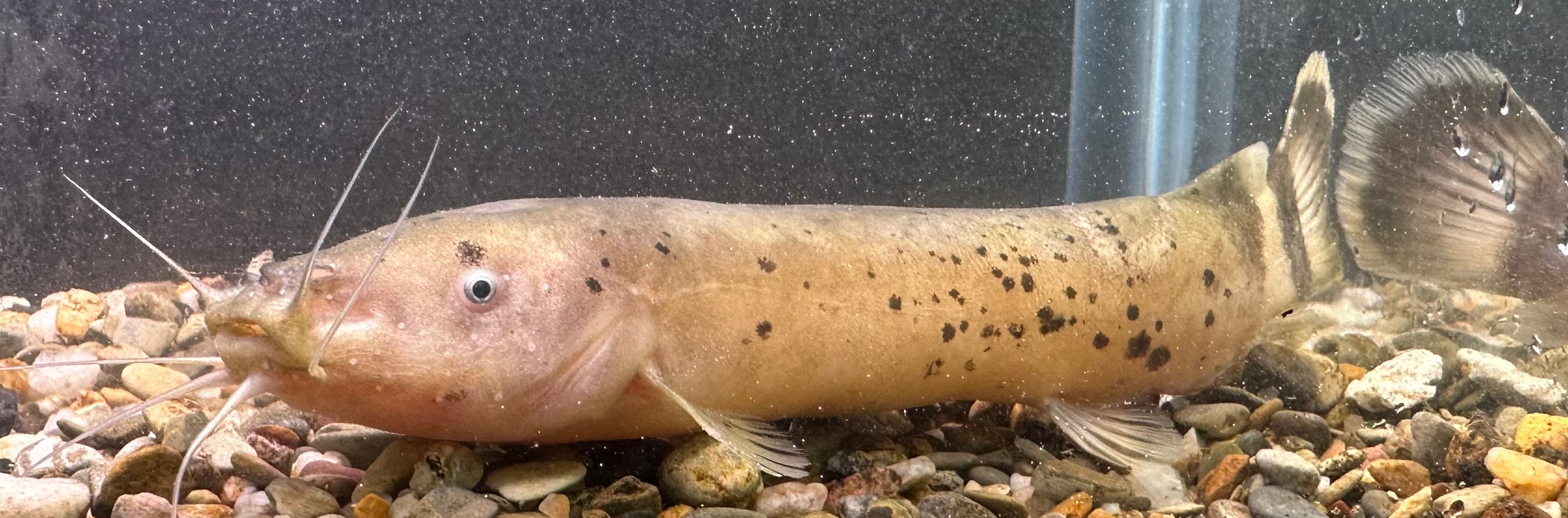 Electric Catfish (5”)