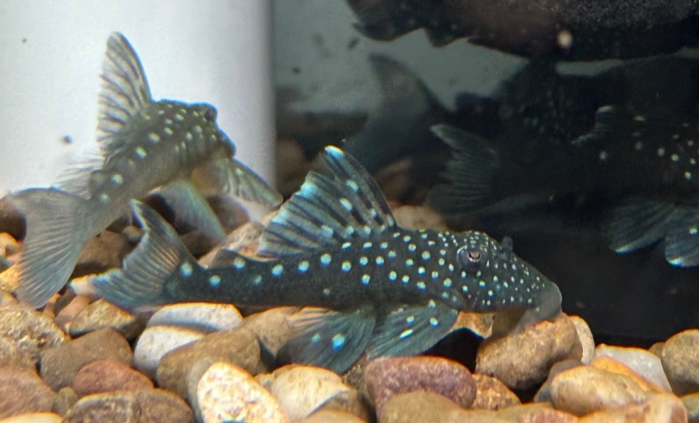 Pleco fantasma azul L128 (1,75-2”)