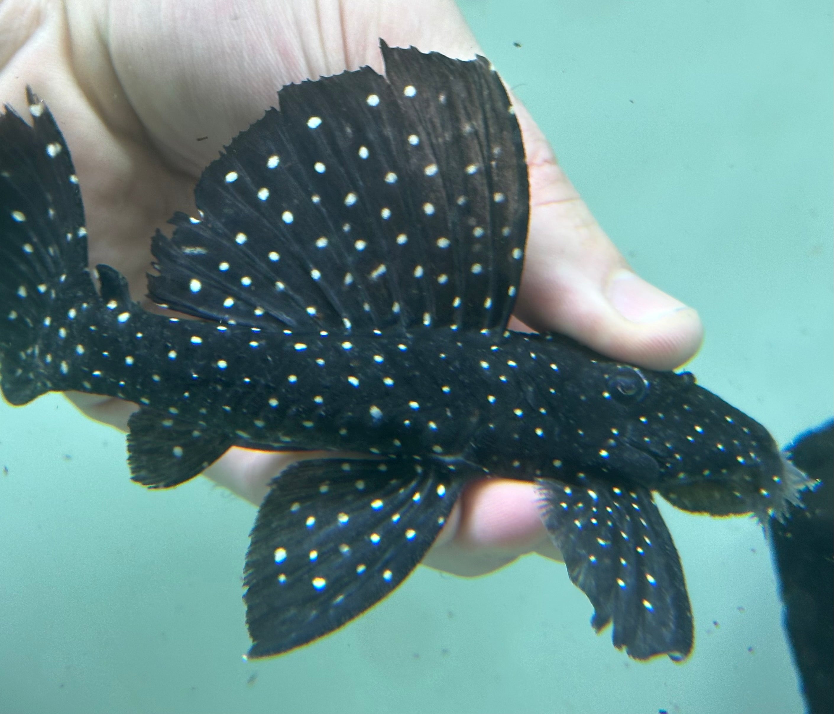L240 Vampire Pleco (4-5”)