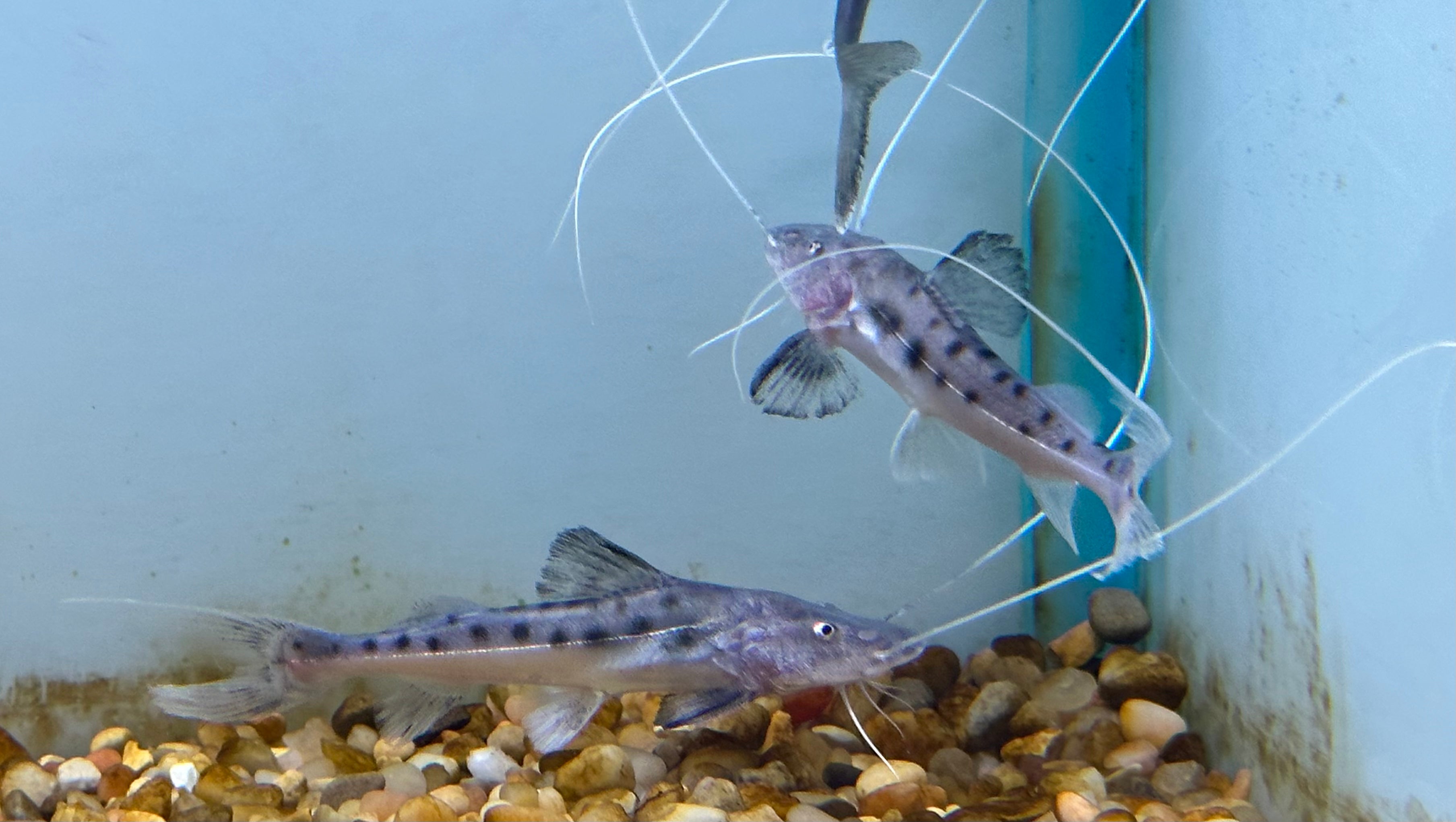 Piraiba Catfish (3-3.5”)