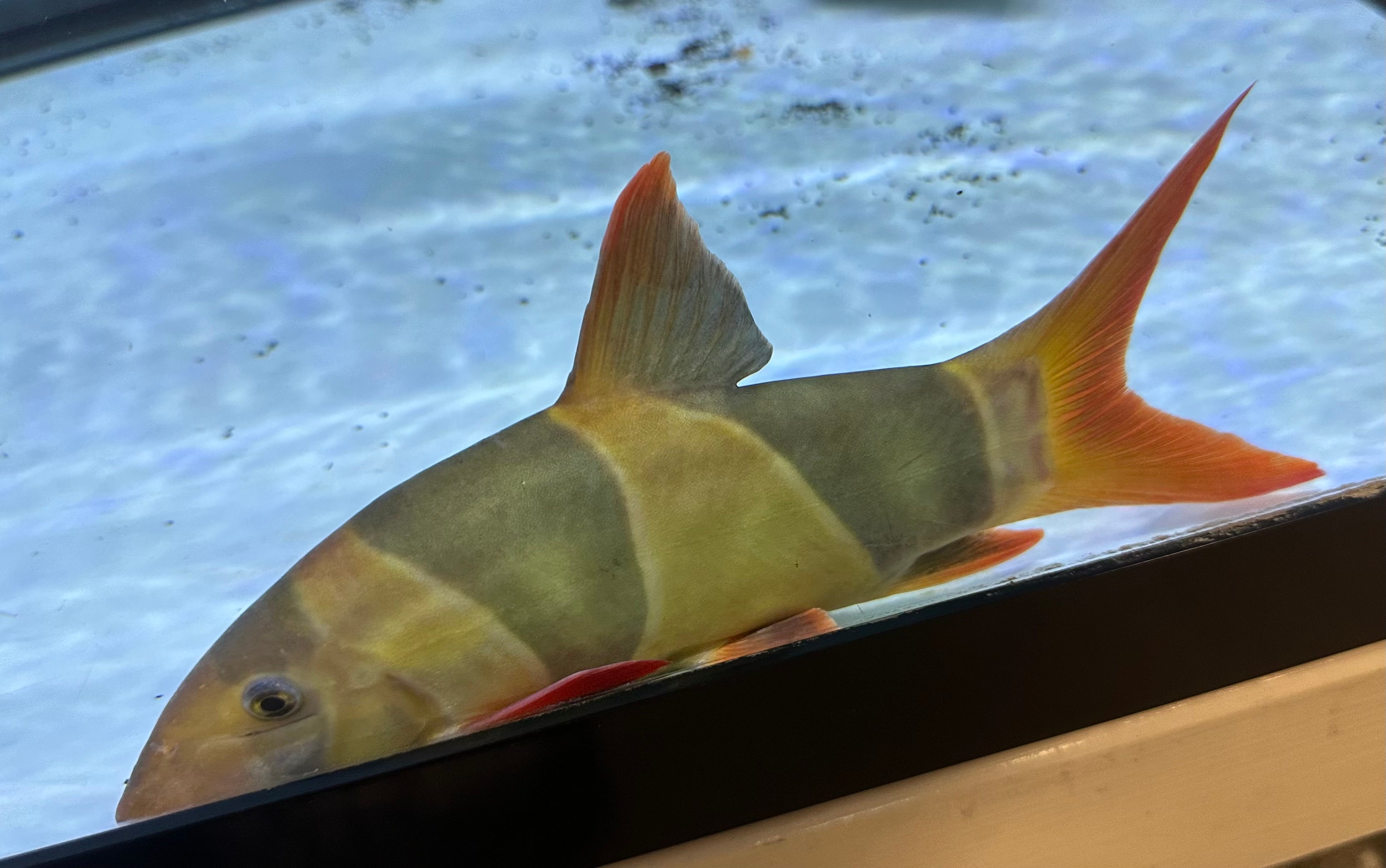XL Clown Loach (8”+)