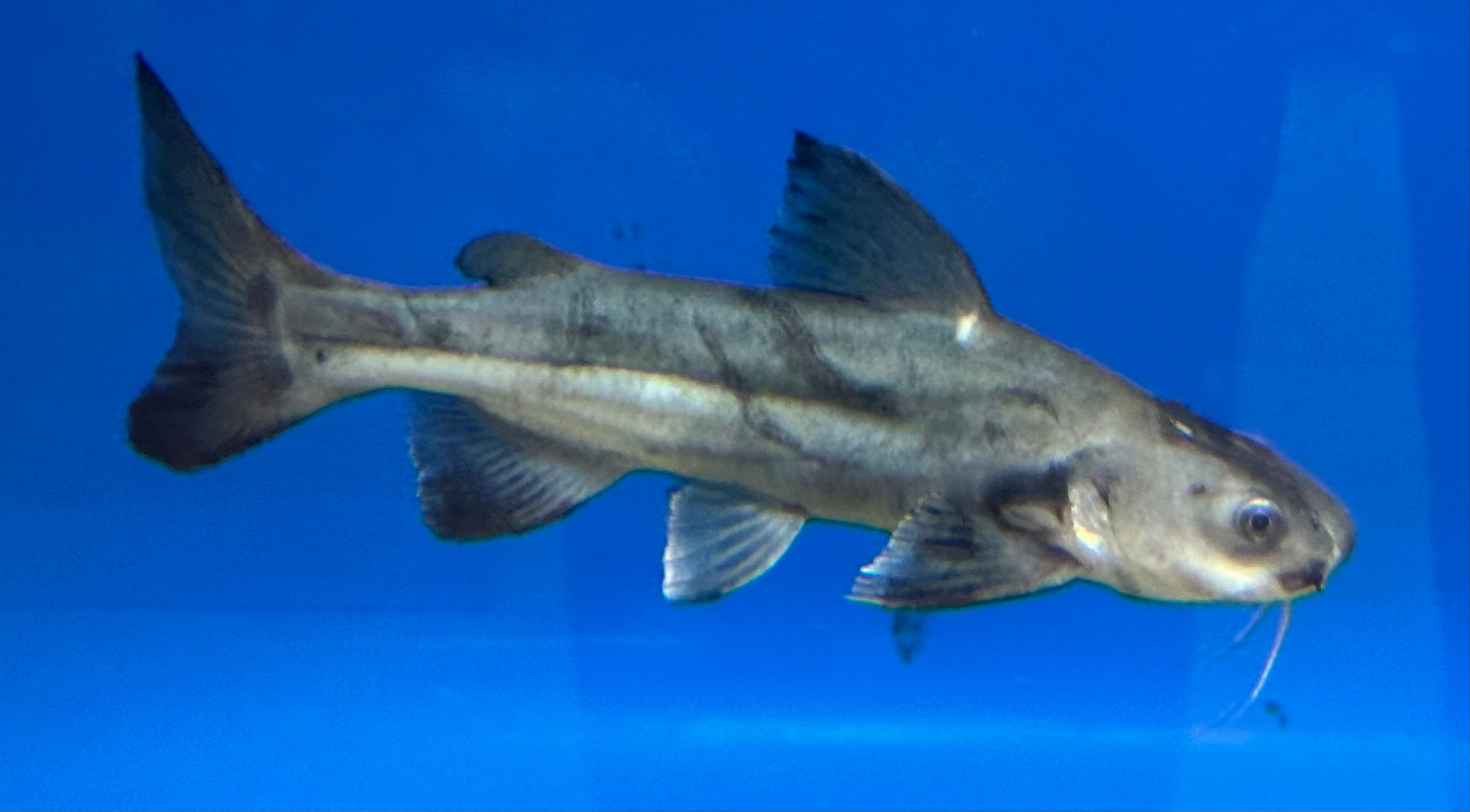 Hifin Shark x Redtail Hybrid Catfish (14-15”)