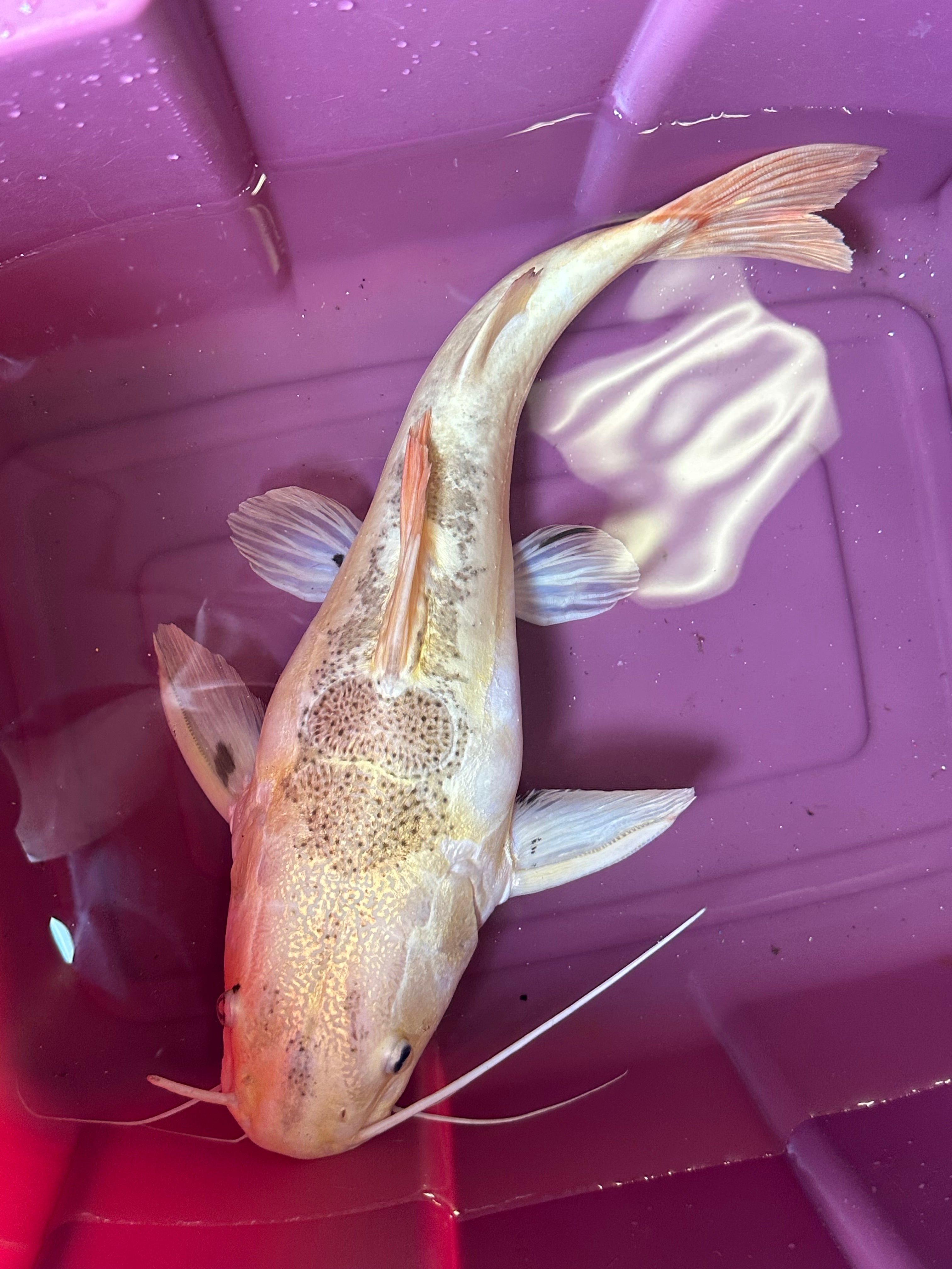XL Platinum Tiger Shovelnose x Redtail Catfish (18”)