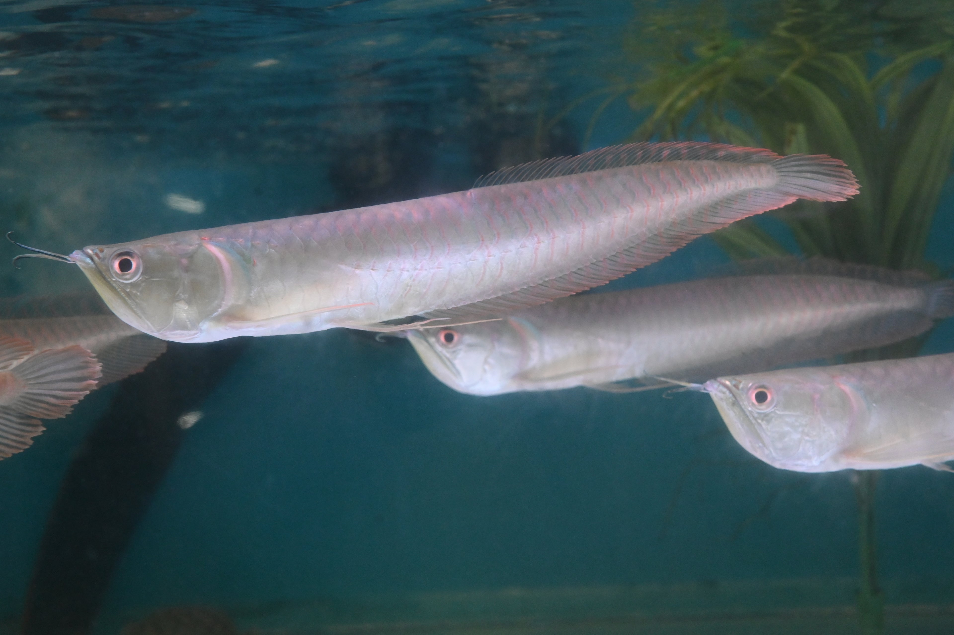 Silver Arowana (10-12”)