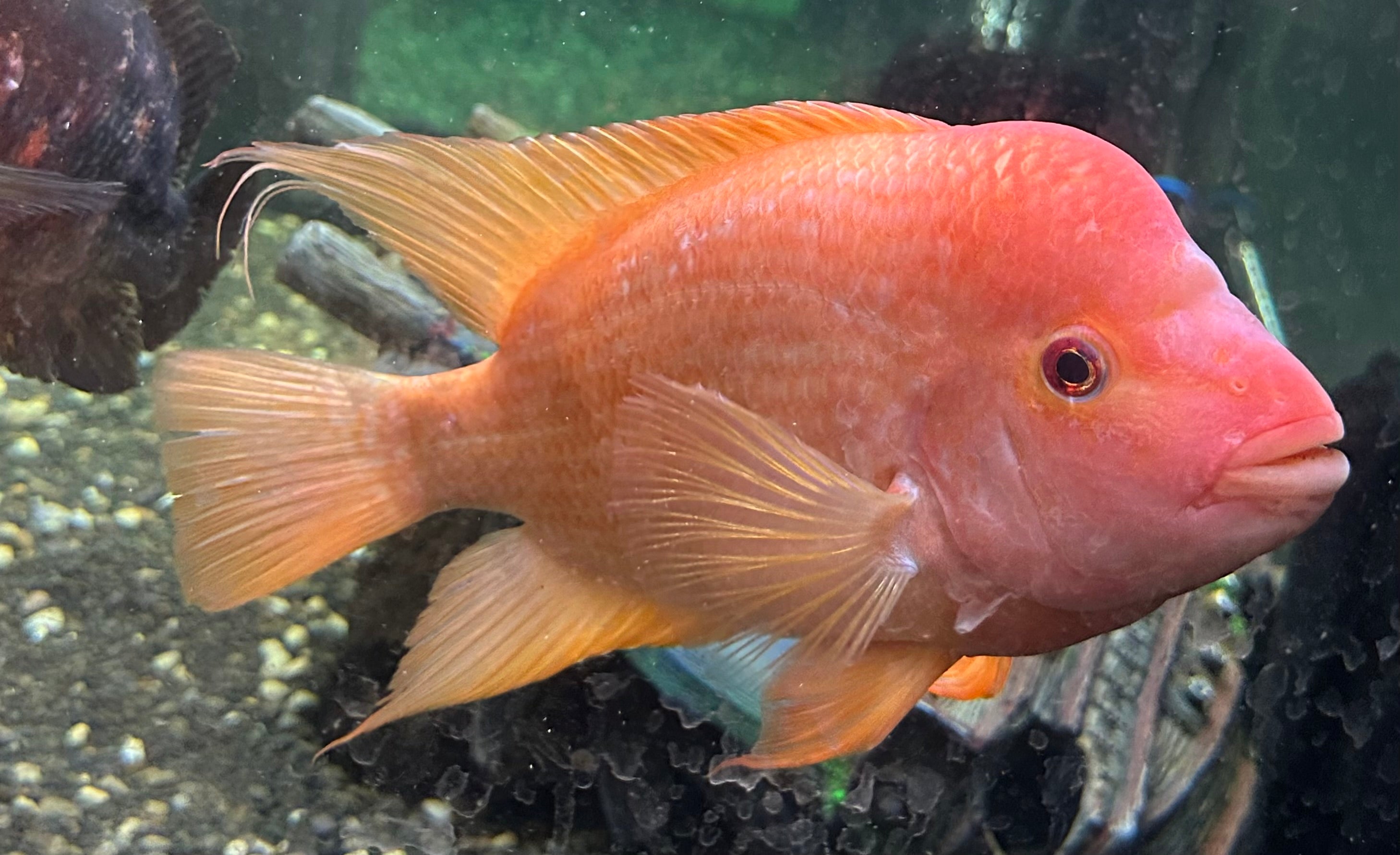 XL Red Devil Cichlid (8.5-9”)