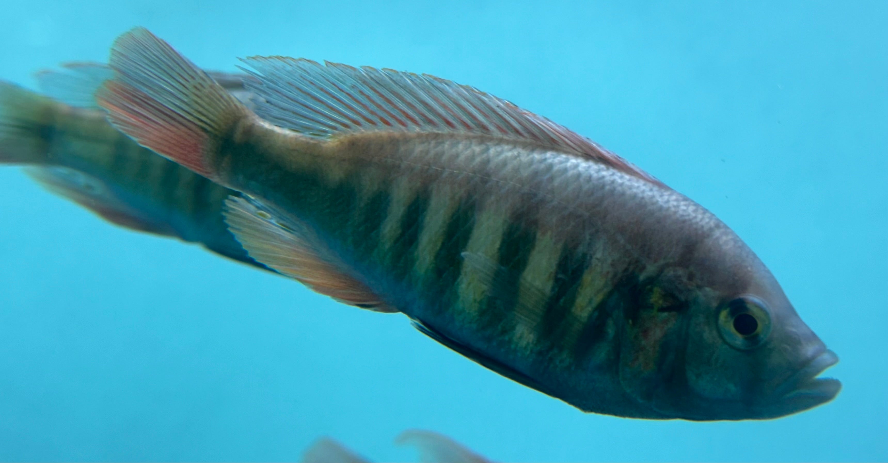 Red Nyererei Lake Victoria Cichlid (4-4.5”)
