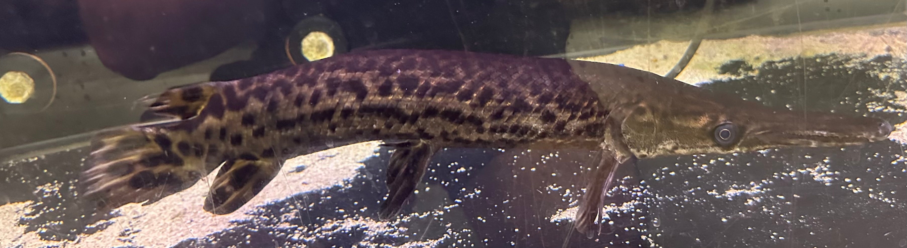 XL Alligator Gar (17-18”)