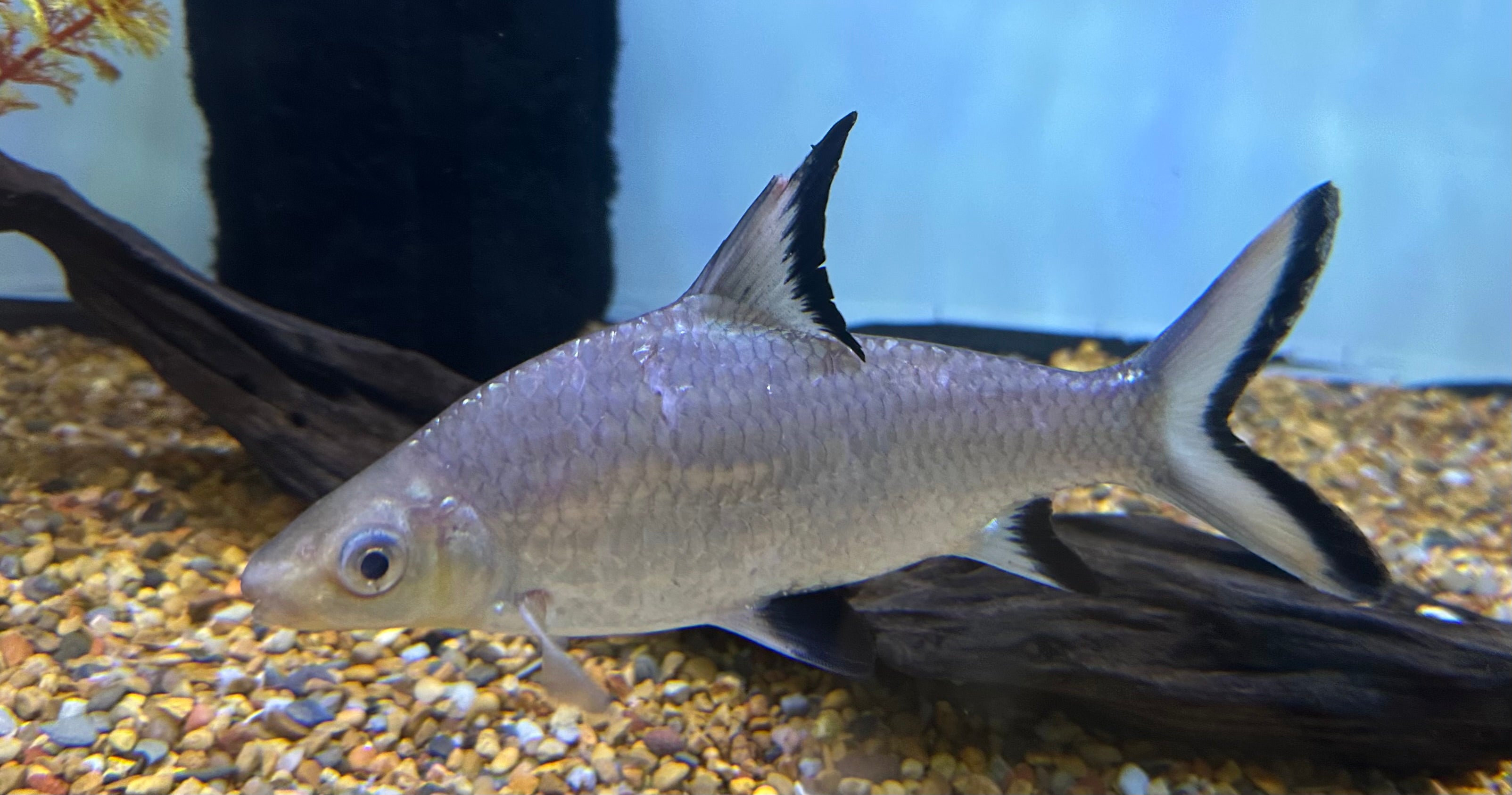 LARGE Bala Shark (5-5.5”)