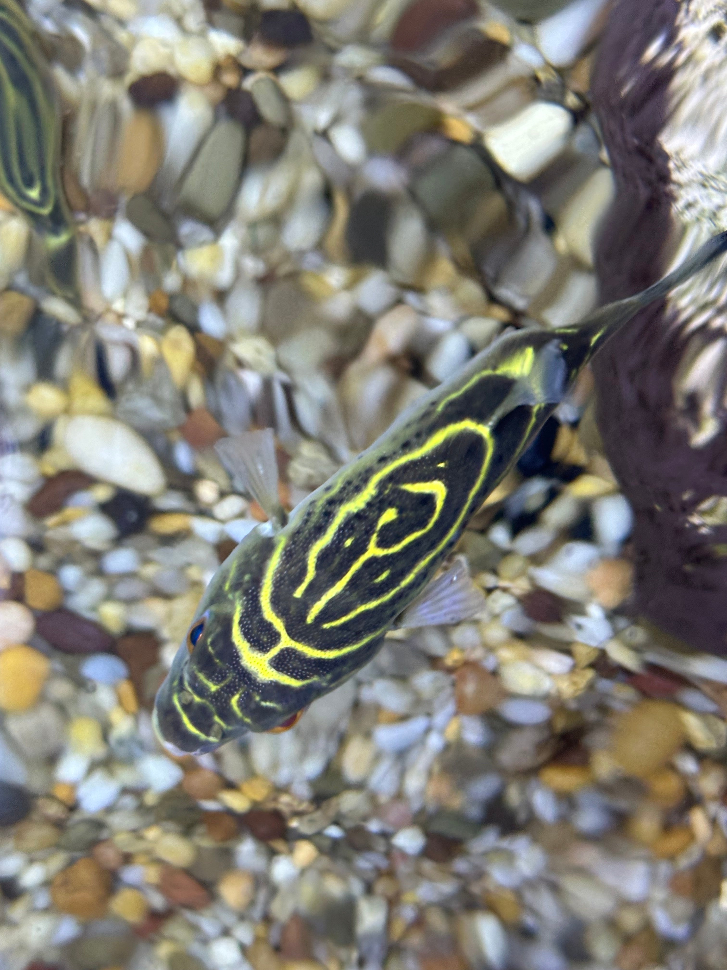 Oval Puffer Fish (2.5-3”) BRACKISH 1.008 Salinity