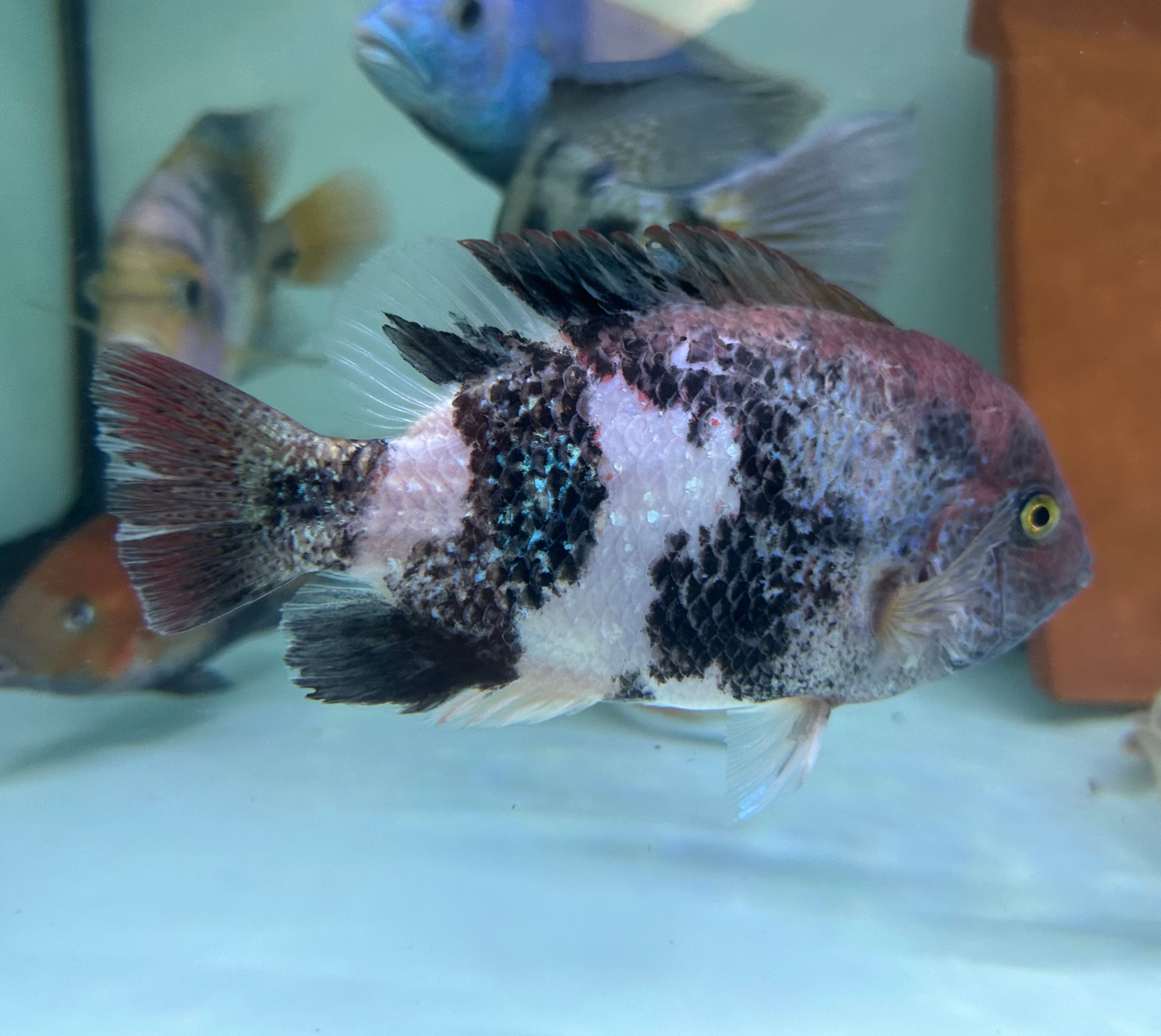 LARGE Marble Fenestratus Vieja Cichlid (6.5-7”)