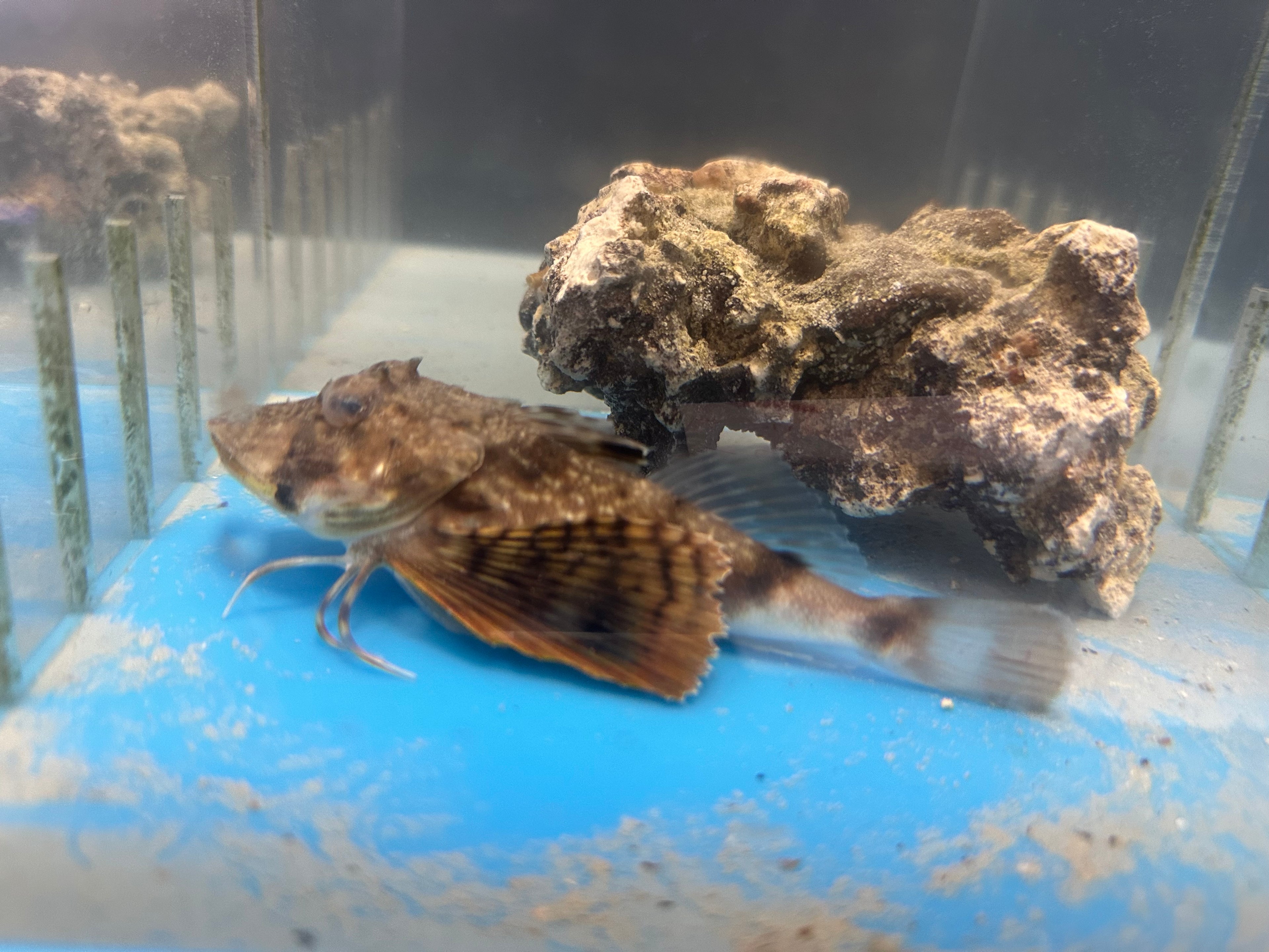 Sea Robin (5”)