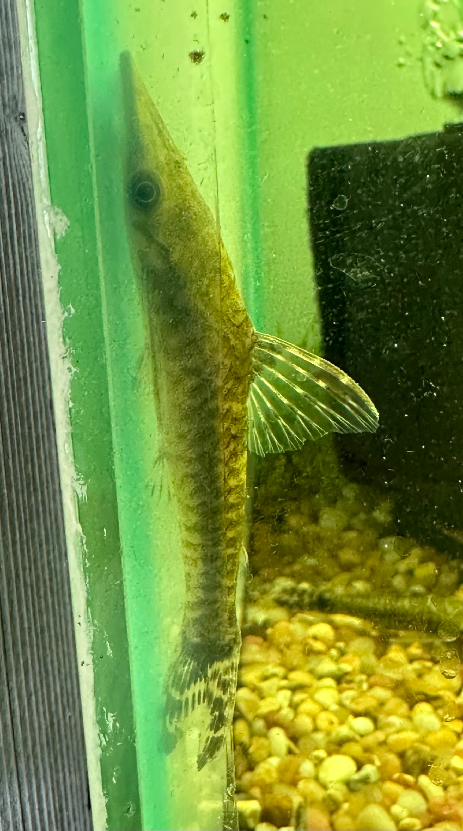 Giant Otocinclus (2-2.5”)