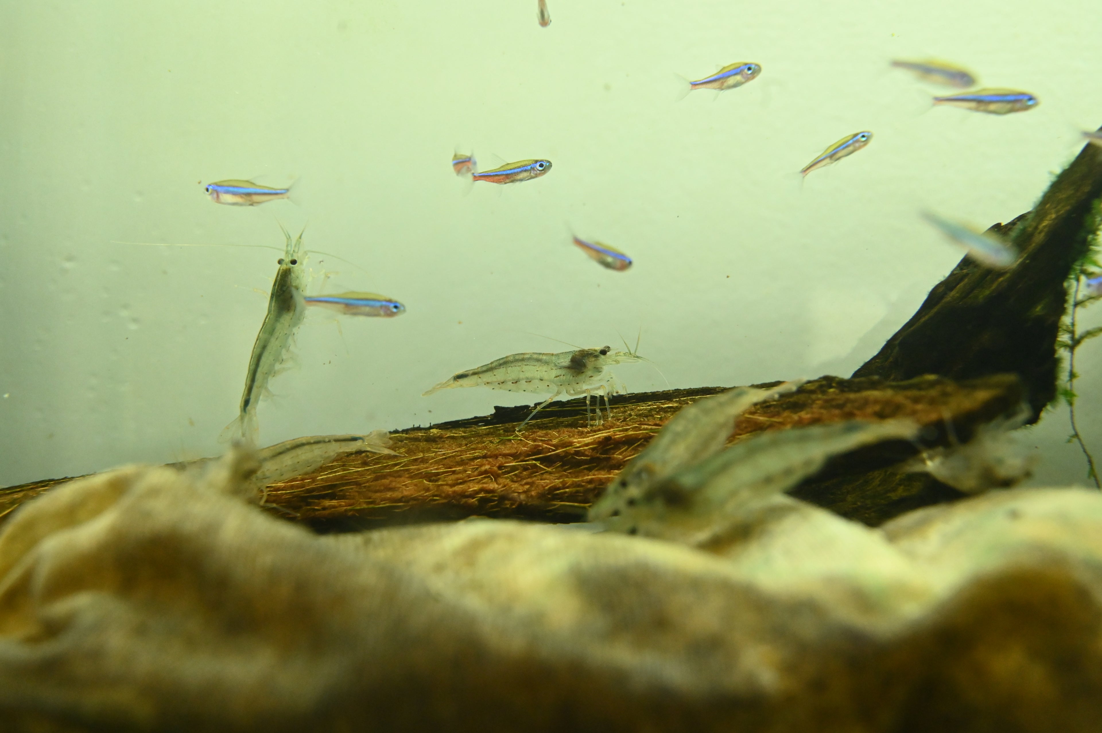 Amano Shrimp (.75-1”)