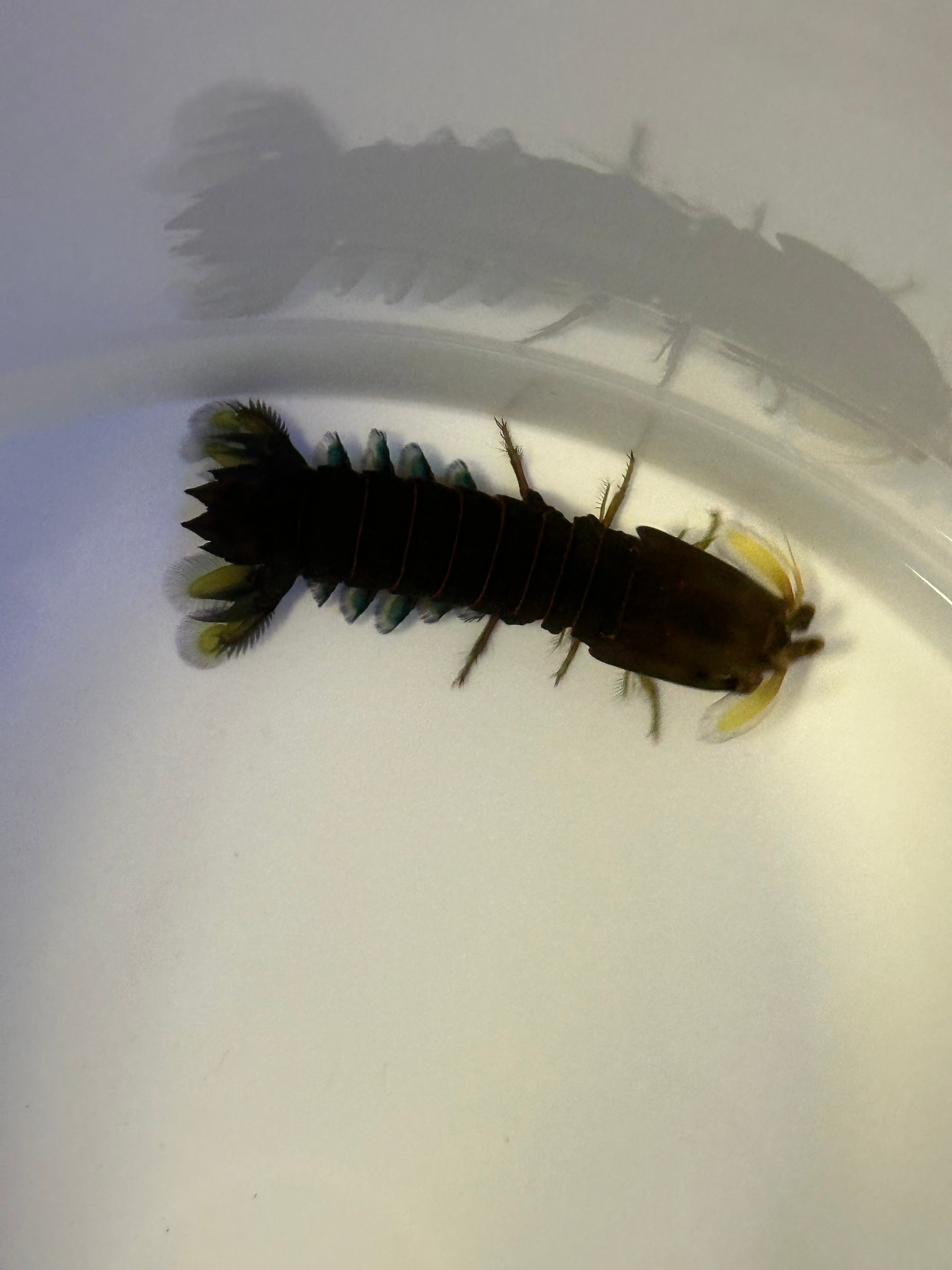 Dwarf Mantis Shrimp (3”)