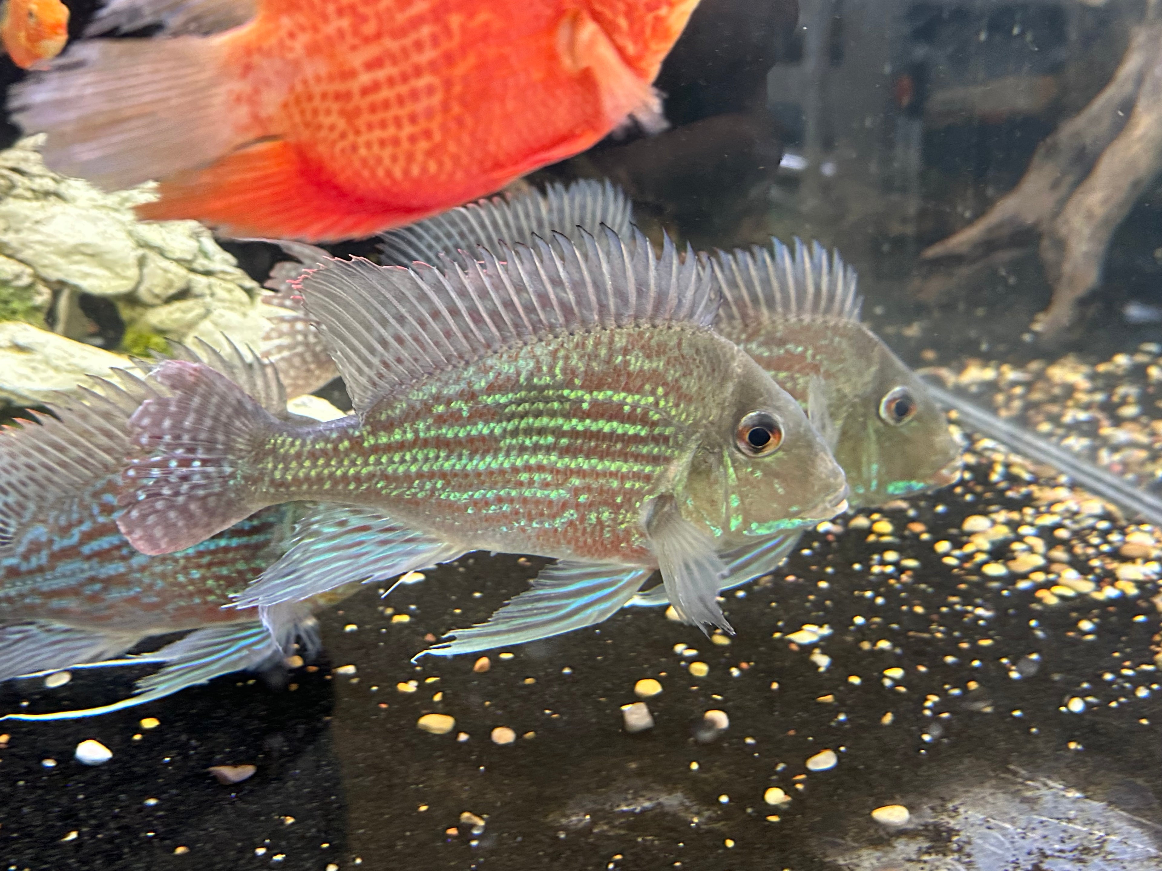 XL Sveni Geophagus (7”+)