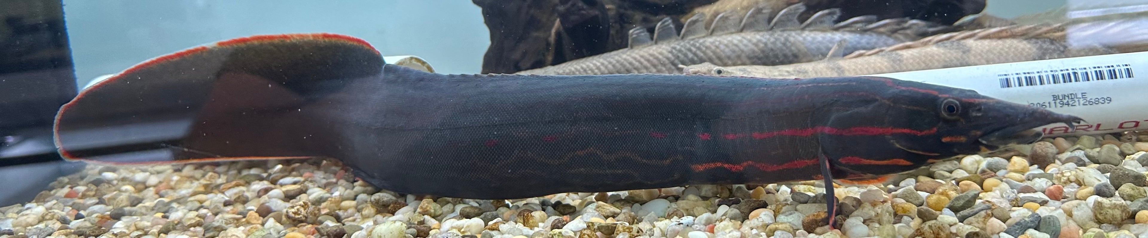 XL Fire Eel (16-18”)
