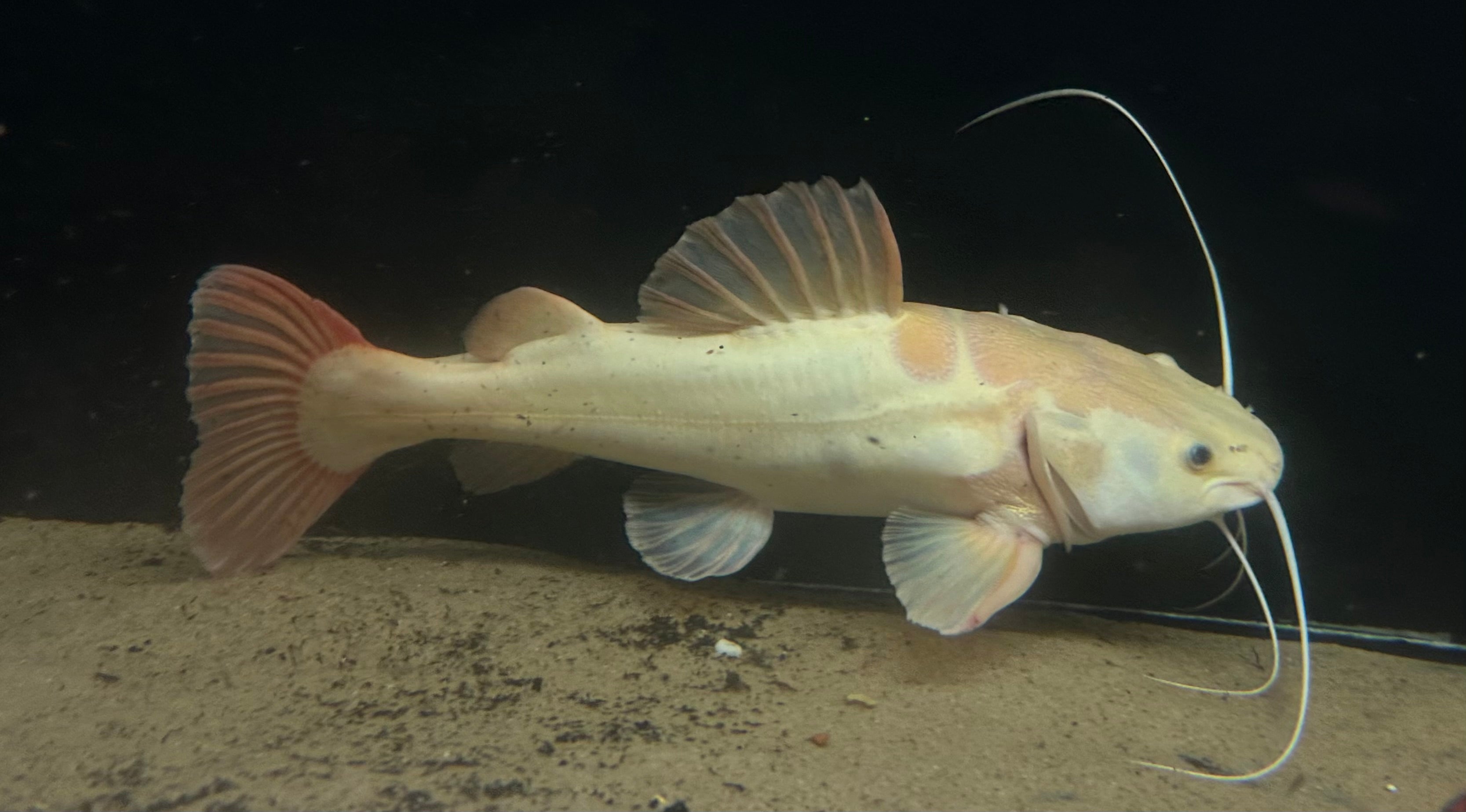 XL Phantom Redtail Catfish (18”)