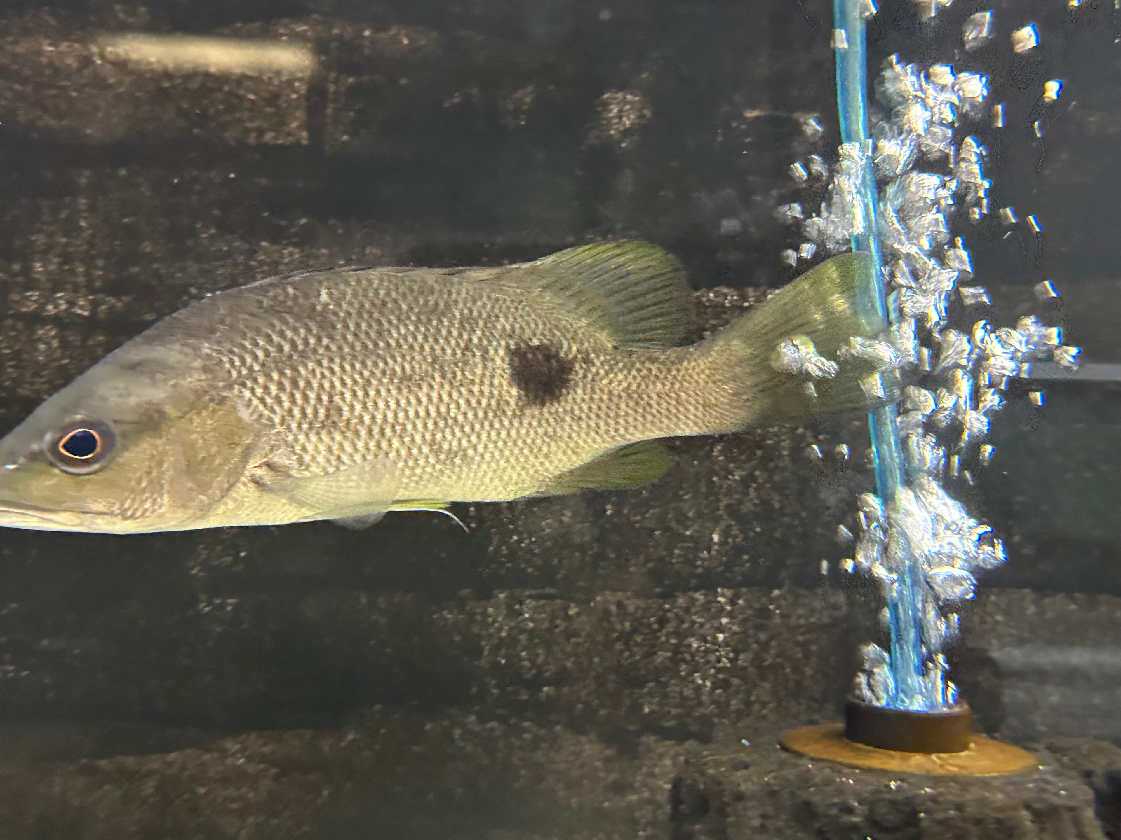 Spot Tail Mangrove Jack (7”)