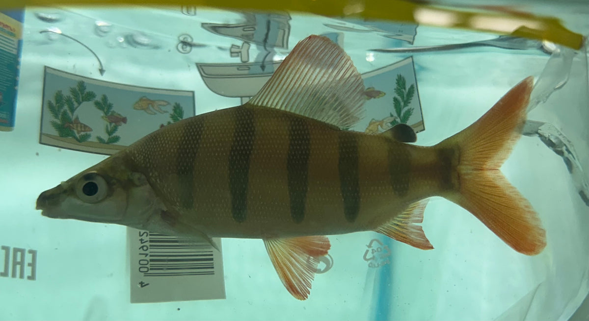 Distichodus lussoso (5”)