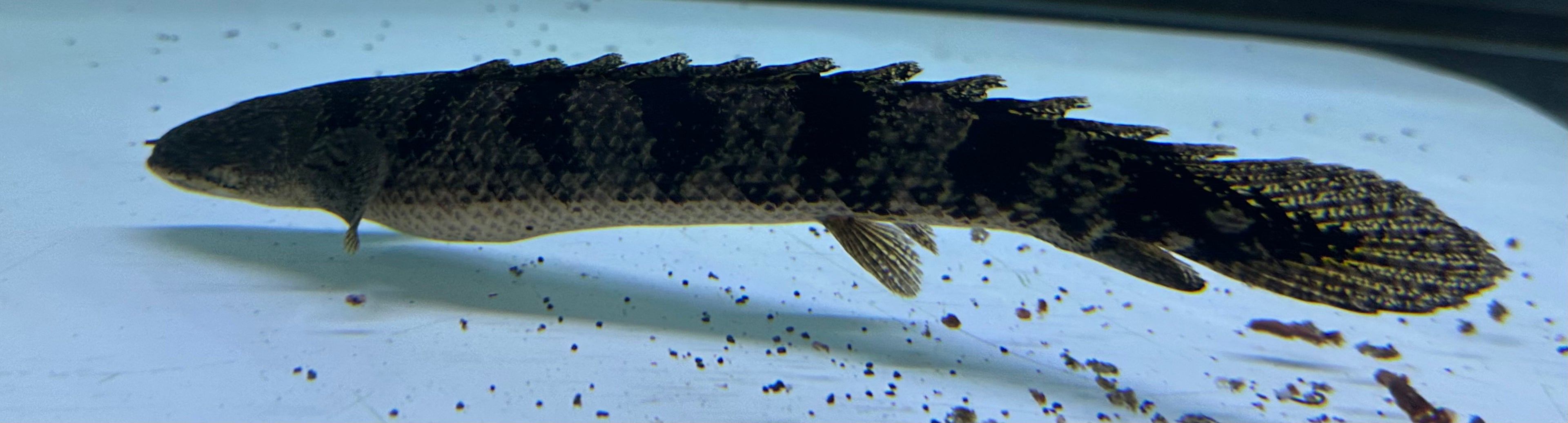 Eyeless “A Grade” Delhezi Polypterus (10”+)