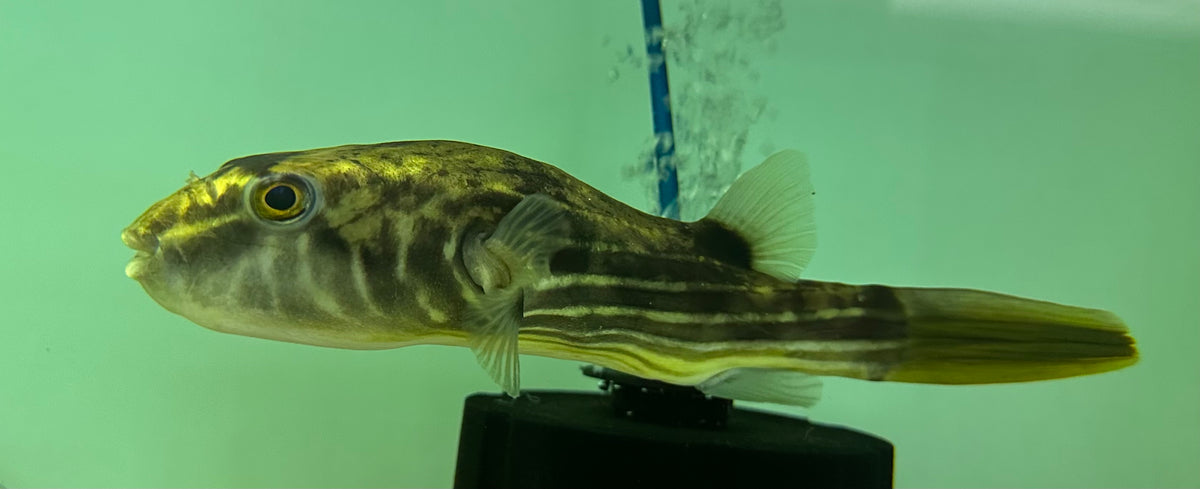 XL Fahaka Puffer (8”+)