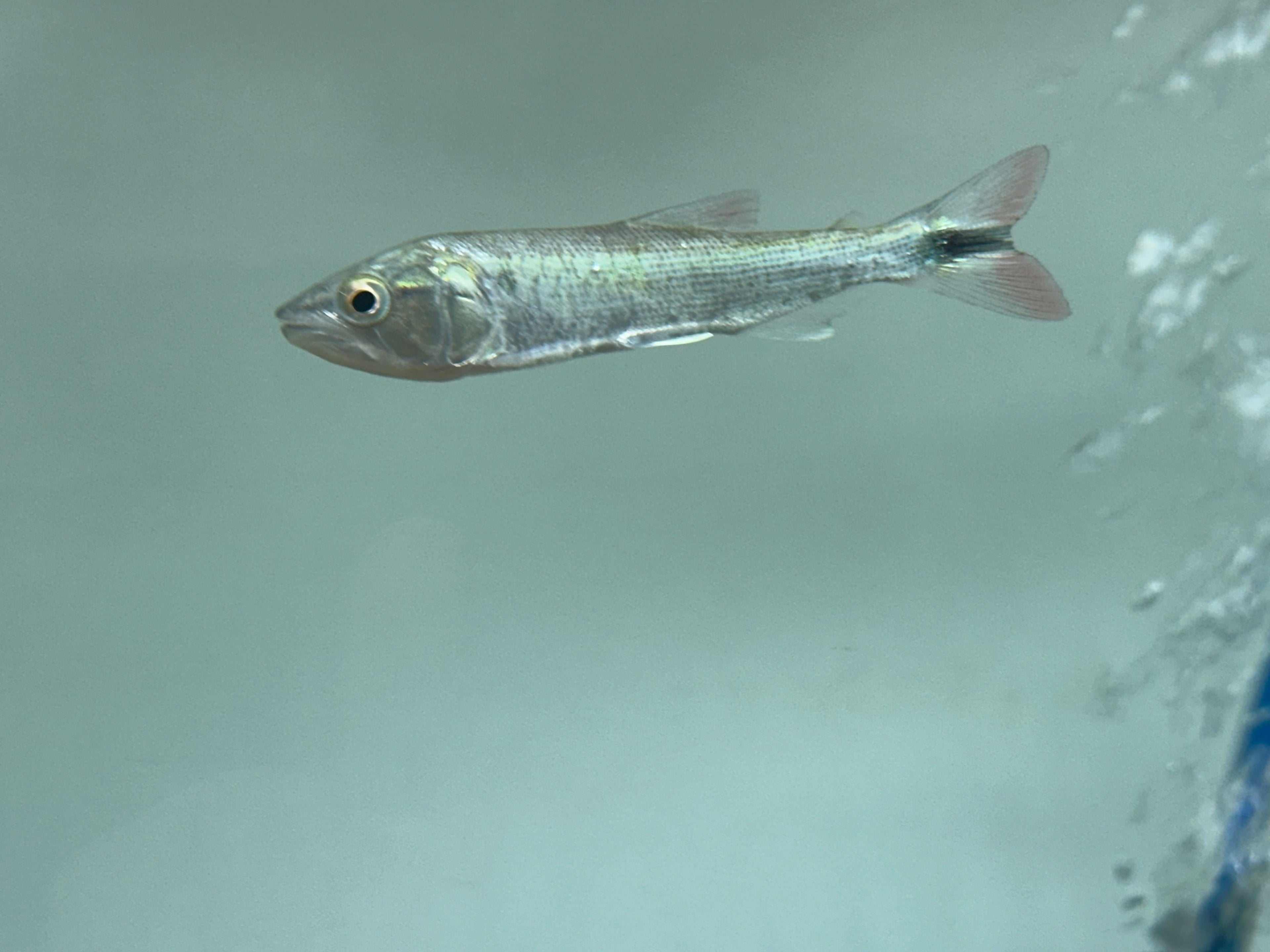 Affinis Dorado (3”)