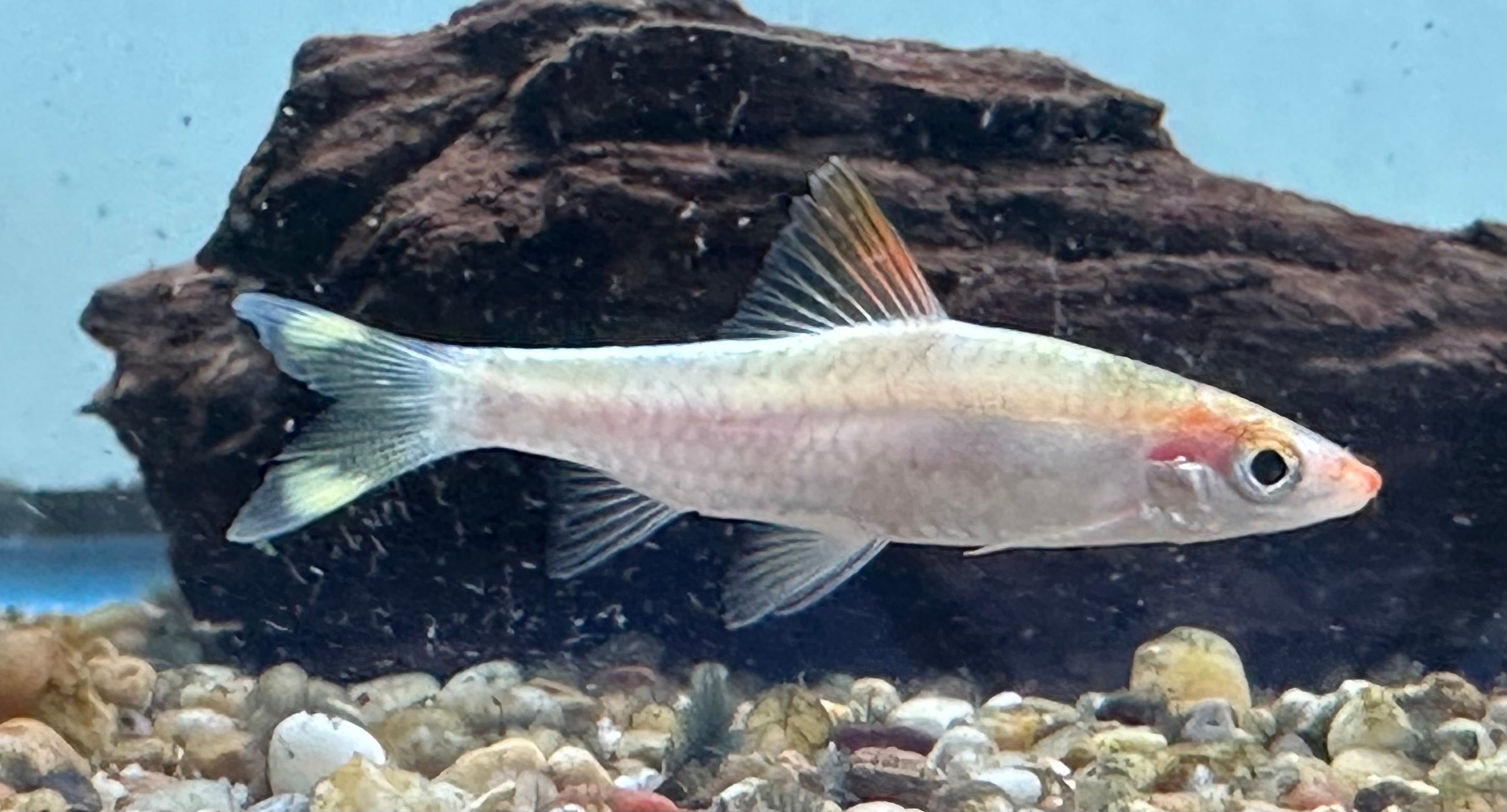 White Roseline Shark (2”)