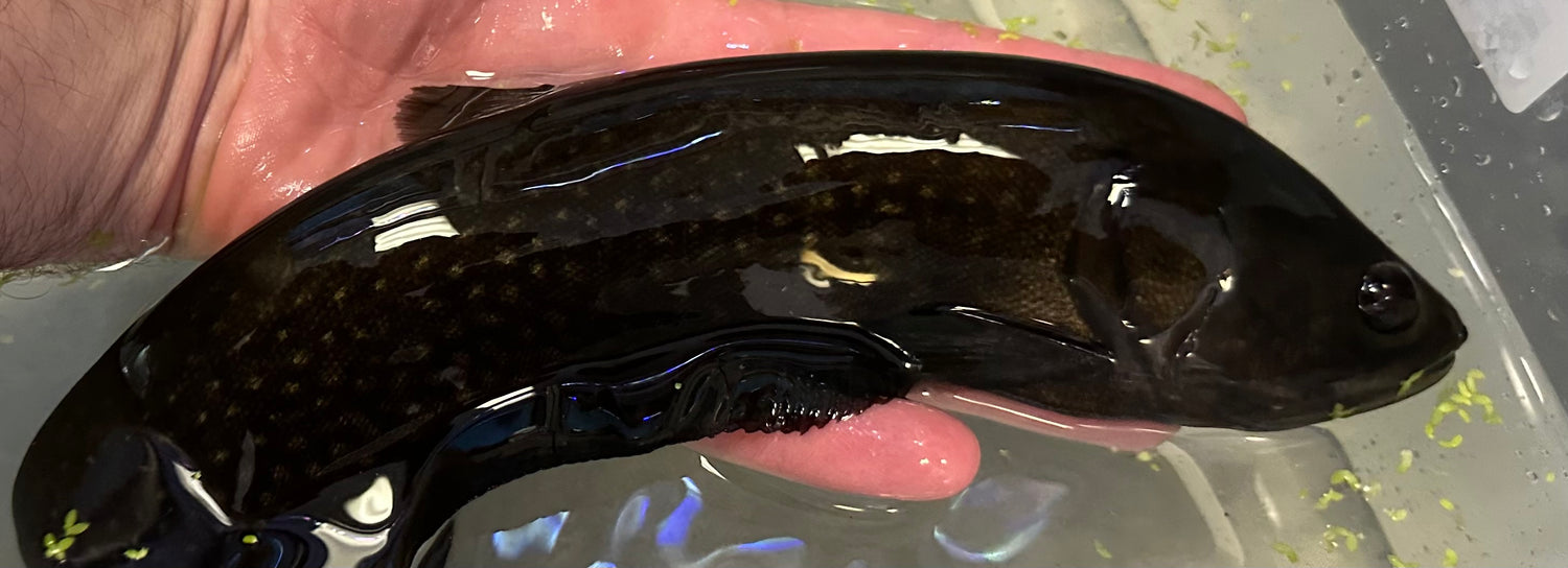 XL Pom Pom Knife (14”)