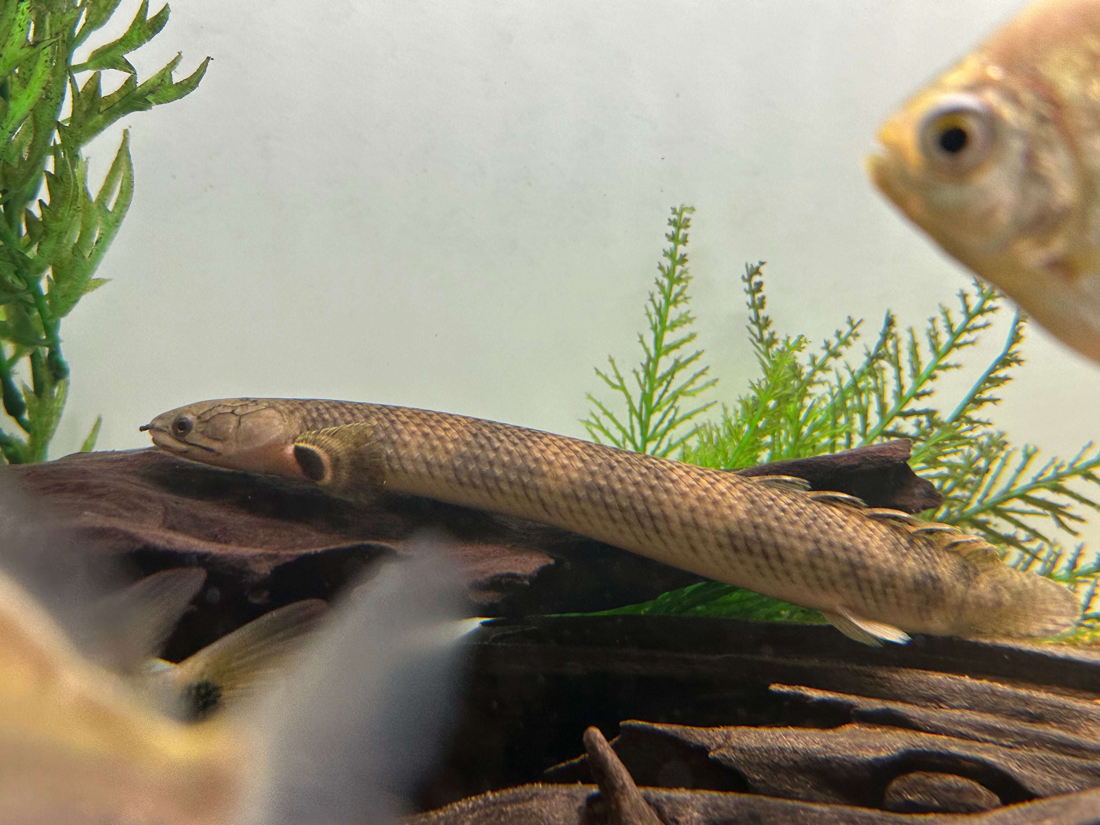 Mokelebembe Polypterus (9-10”)