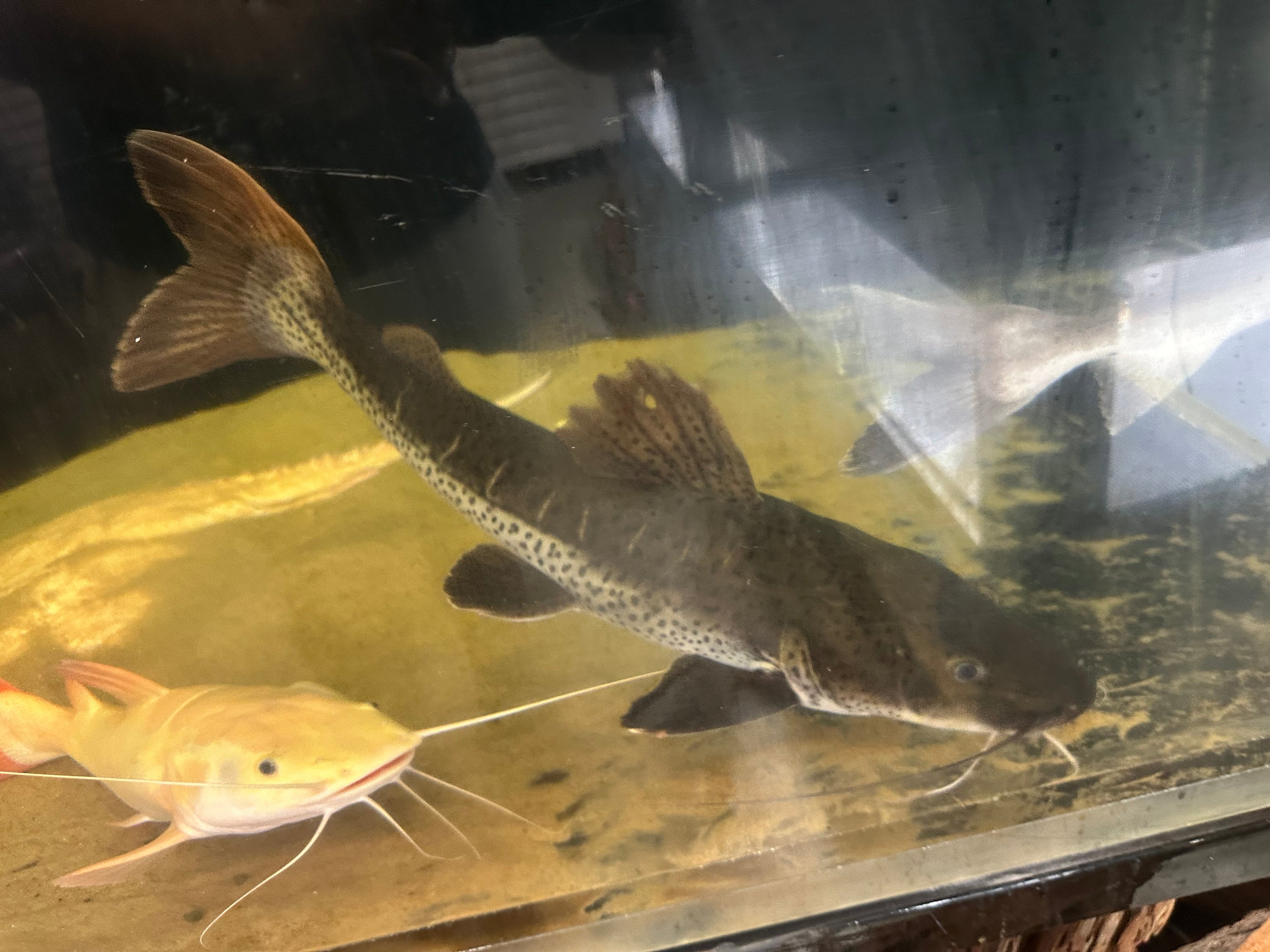 XL Tiger Shovelnose Hybrid Catfish (20”+)