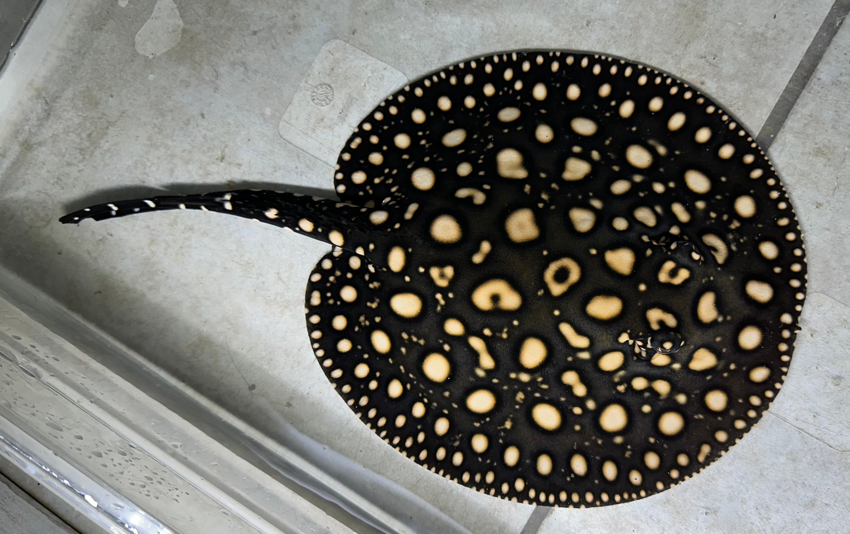 Black Diamond Stingray (Male 7”)