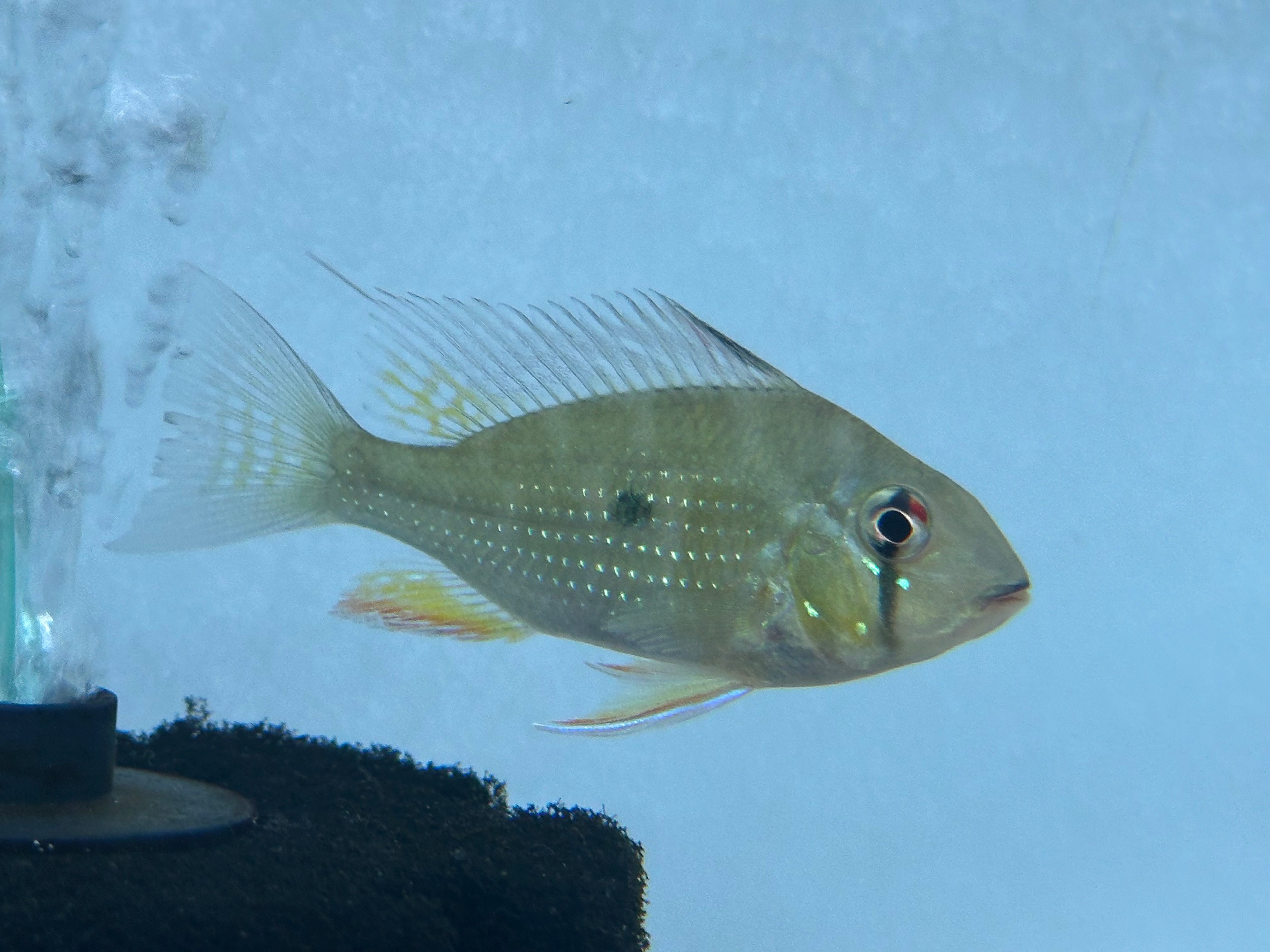 Heckelii Geophagus (2.5”)