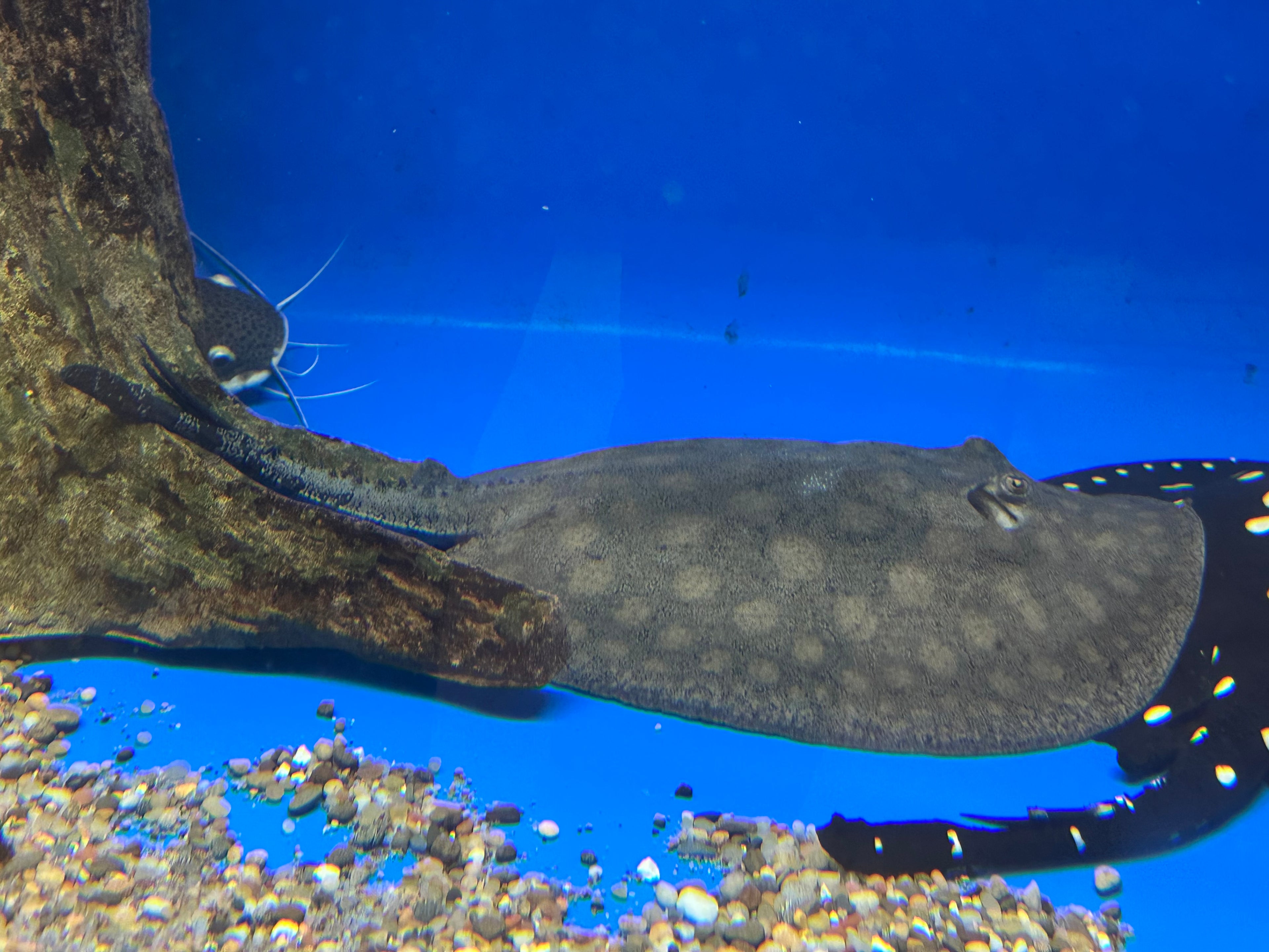 XL Scobina Hybrid Stingray (Female 14”)