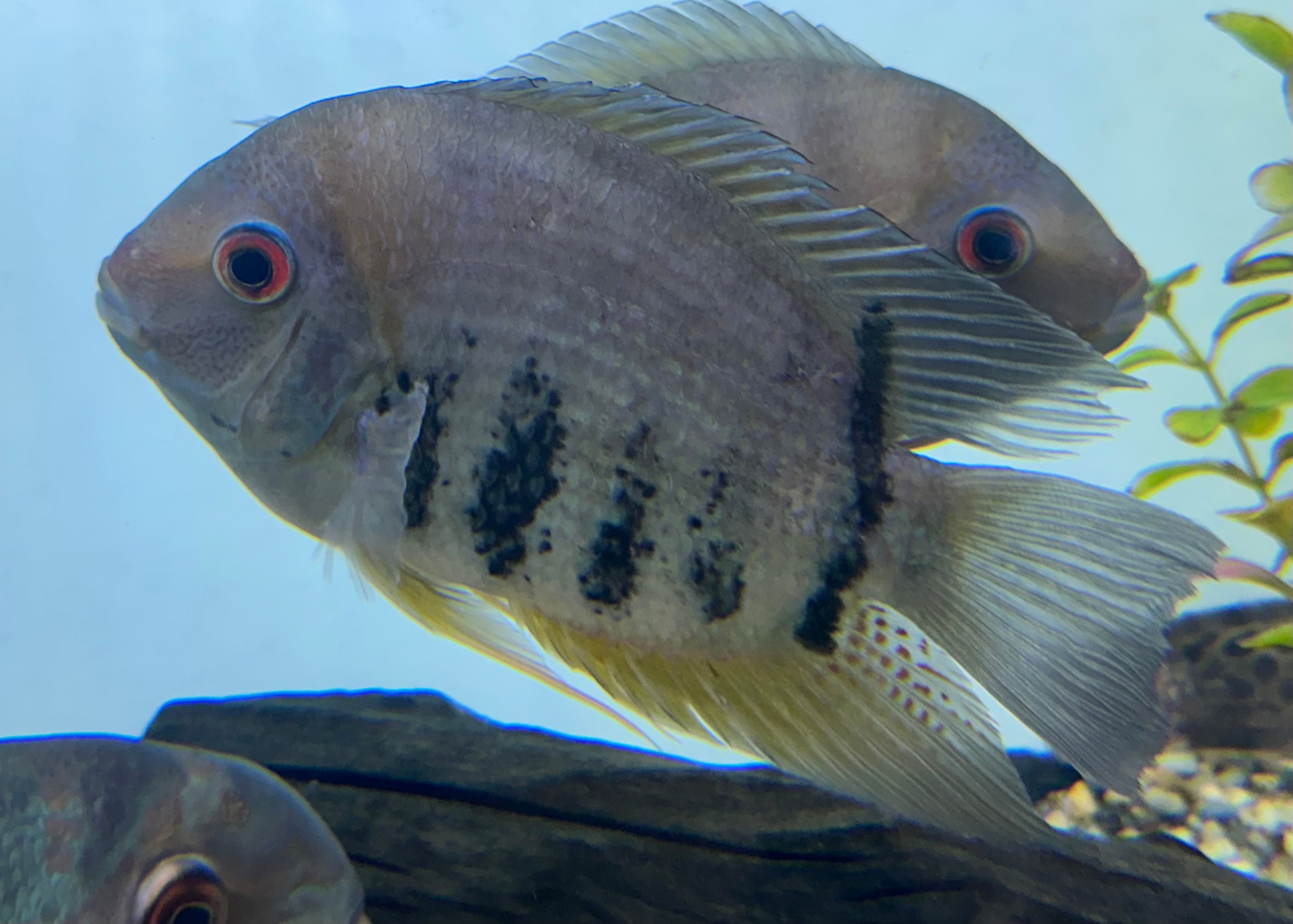 XL Red Shoulder Severum (7”)