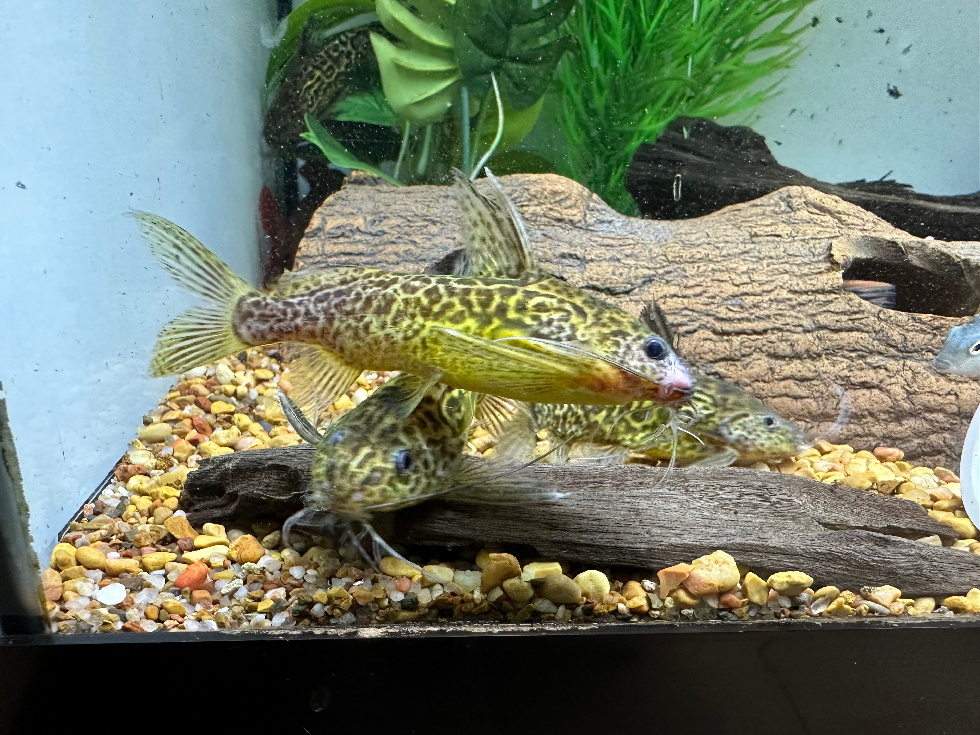 Schoutedenti Synodontis Catfish (2.5-3”)
